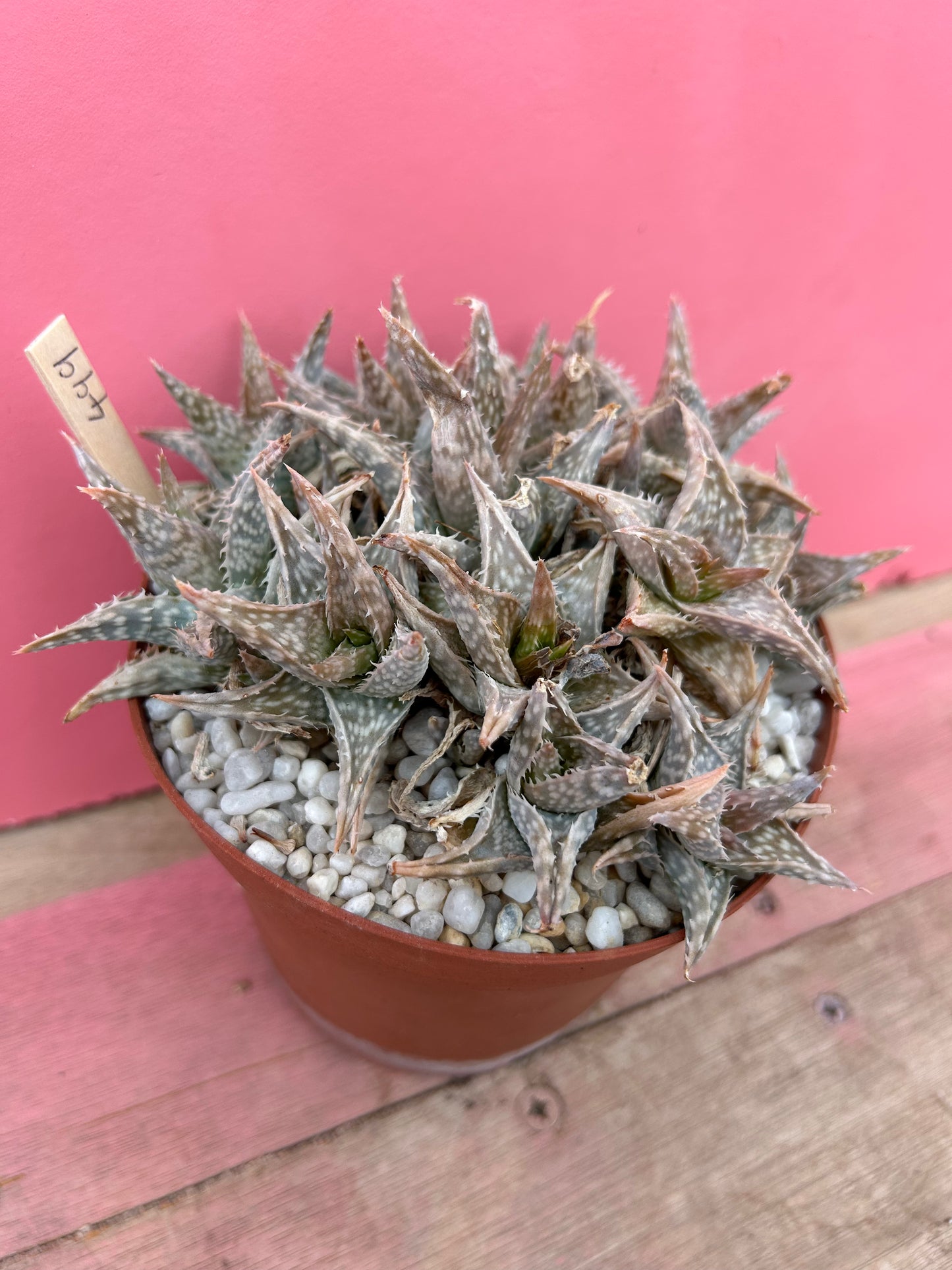 Aloe descoingsii (499)