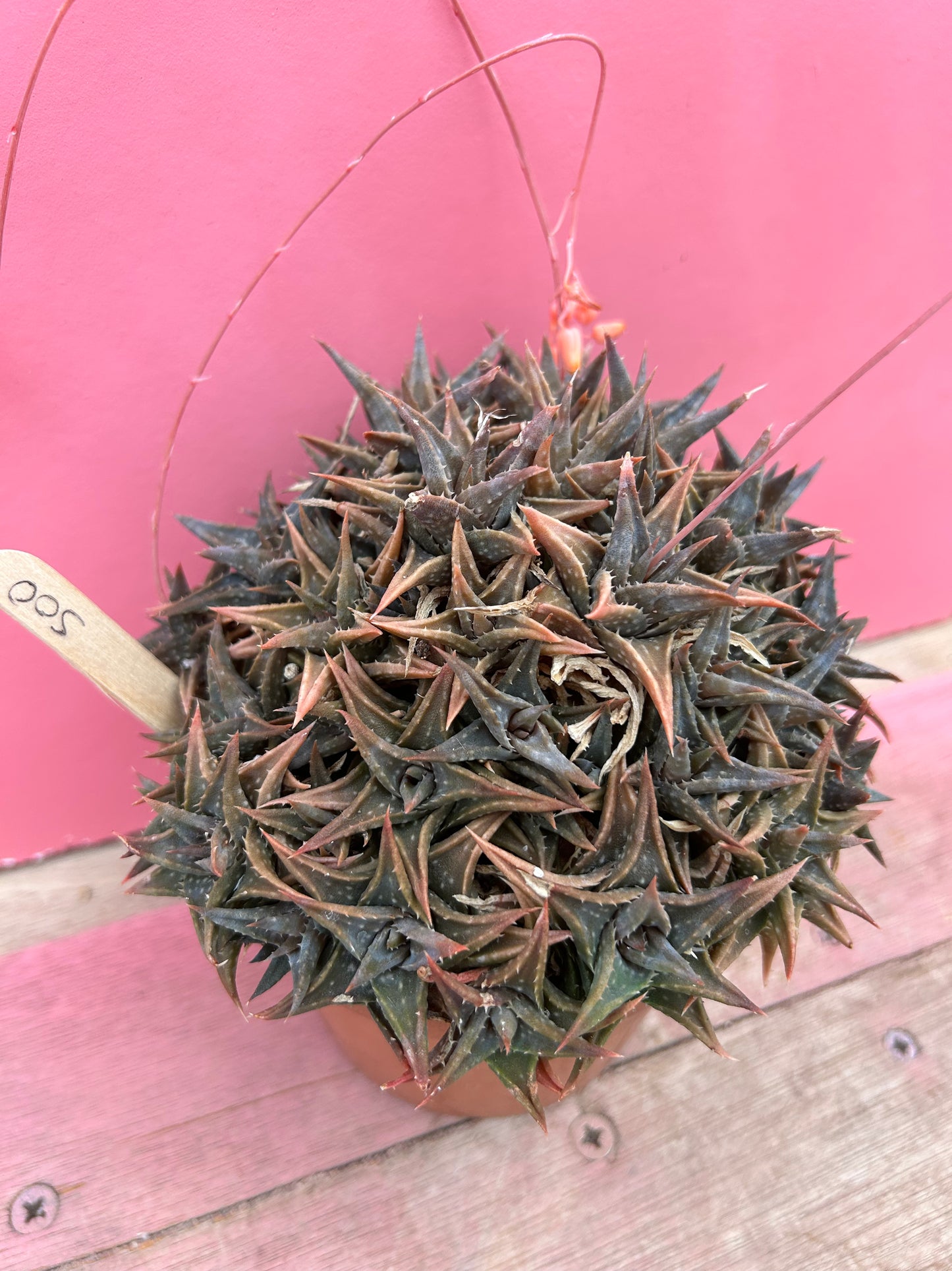 Aloe descoingsii (500)