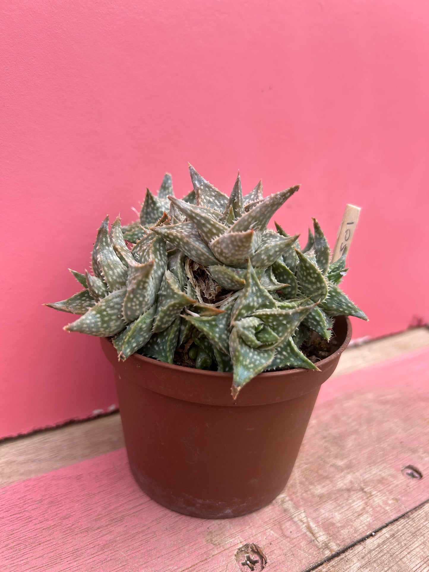 Aloe 'Winter Sky' (501)