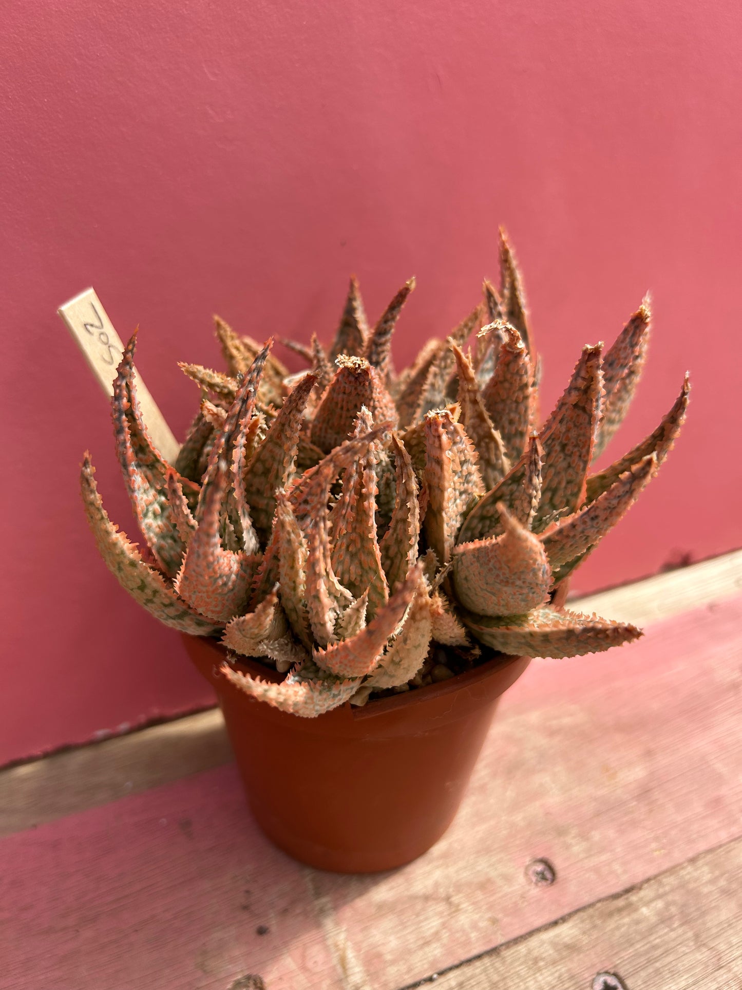 Aloe pink blush (502)