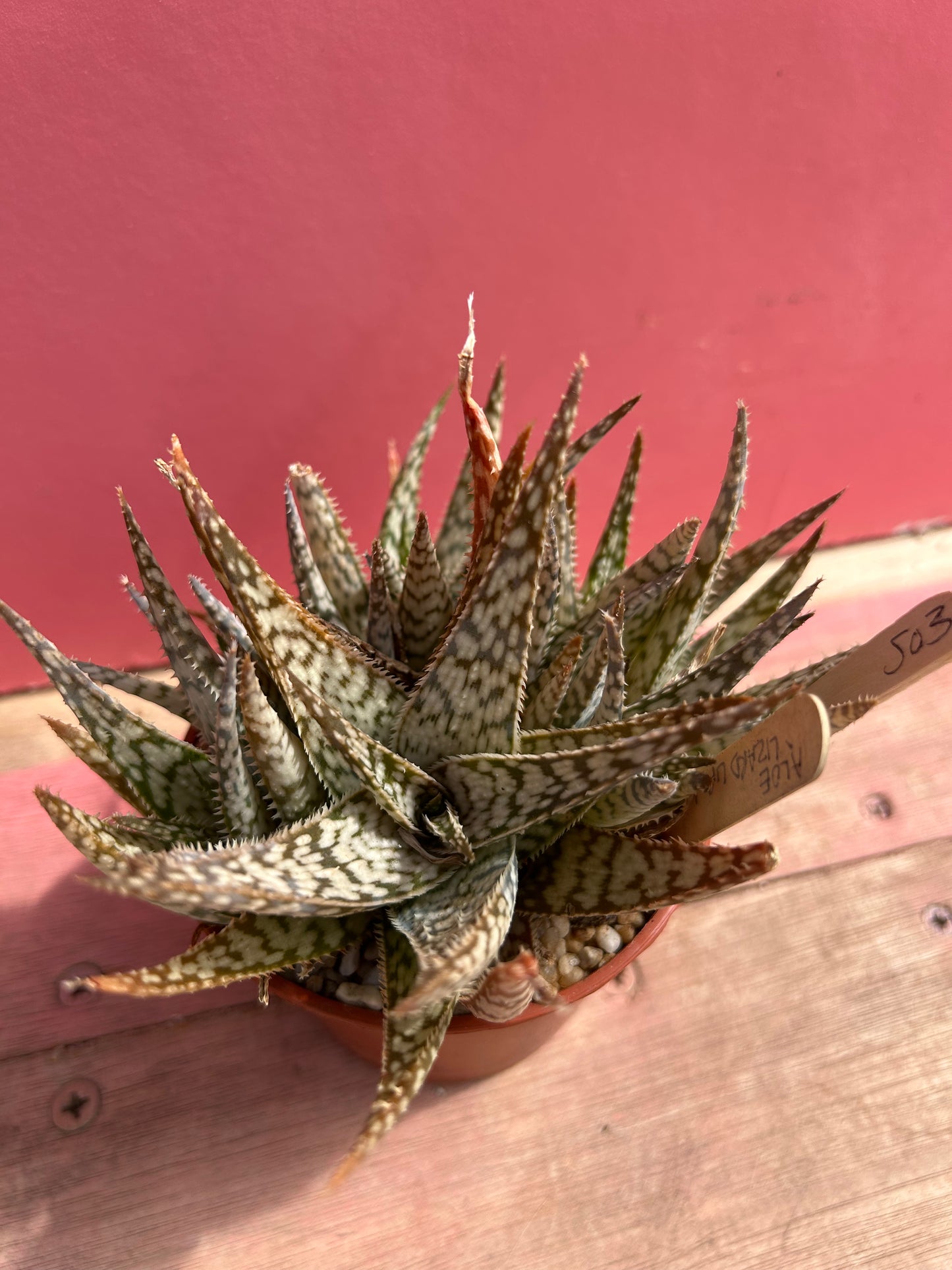 Aloe 'Lizard Lips' (503)