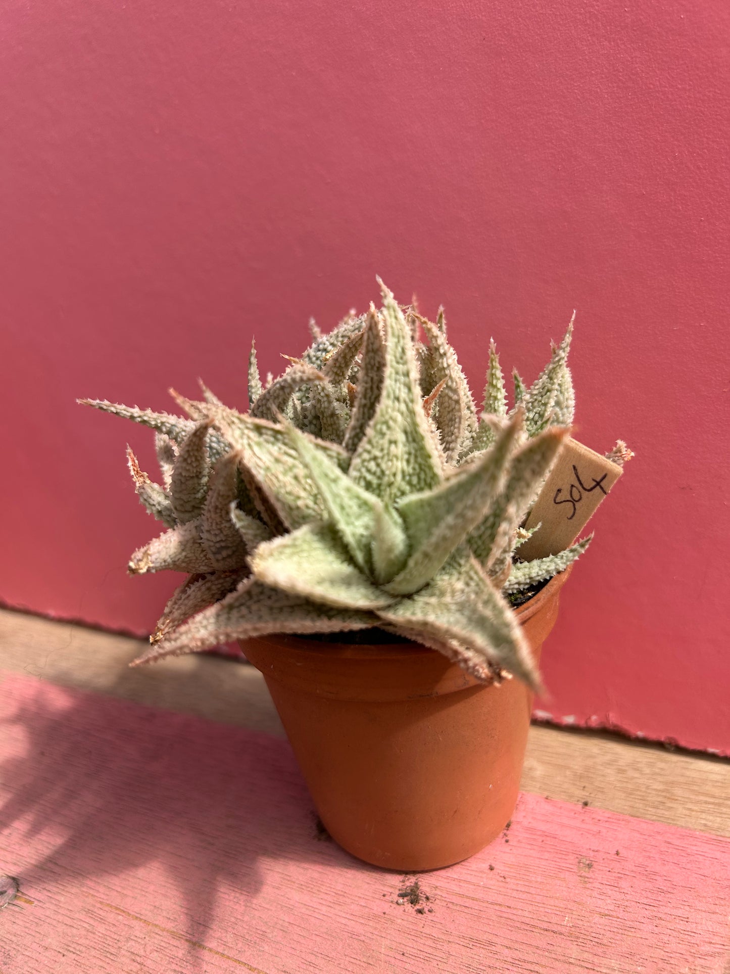 Aloe 'Sugar" (Kelly Griffin hybrid) (504)