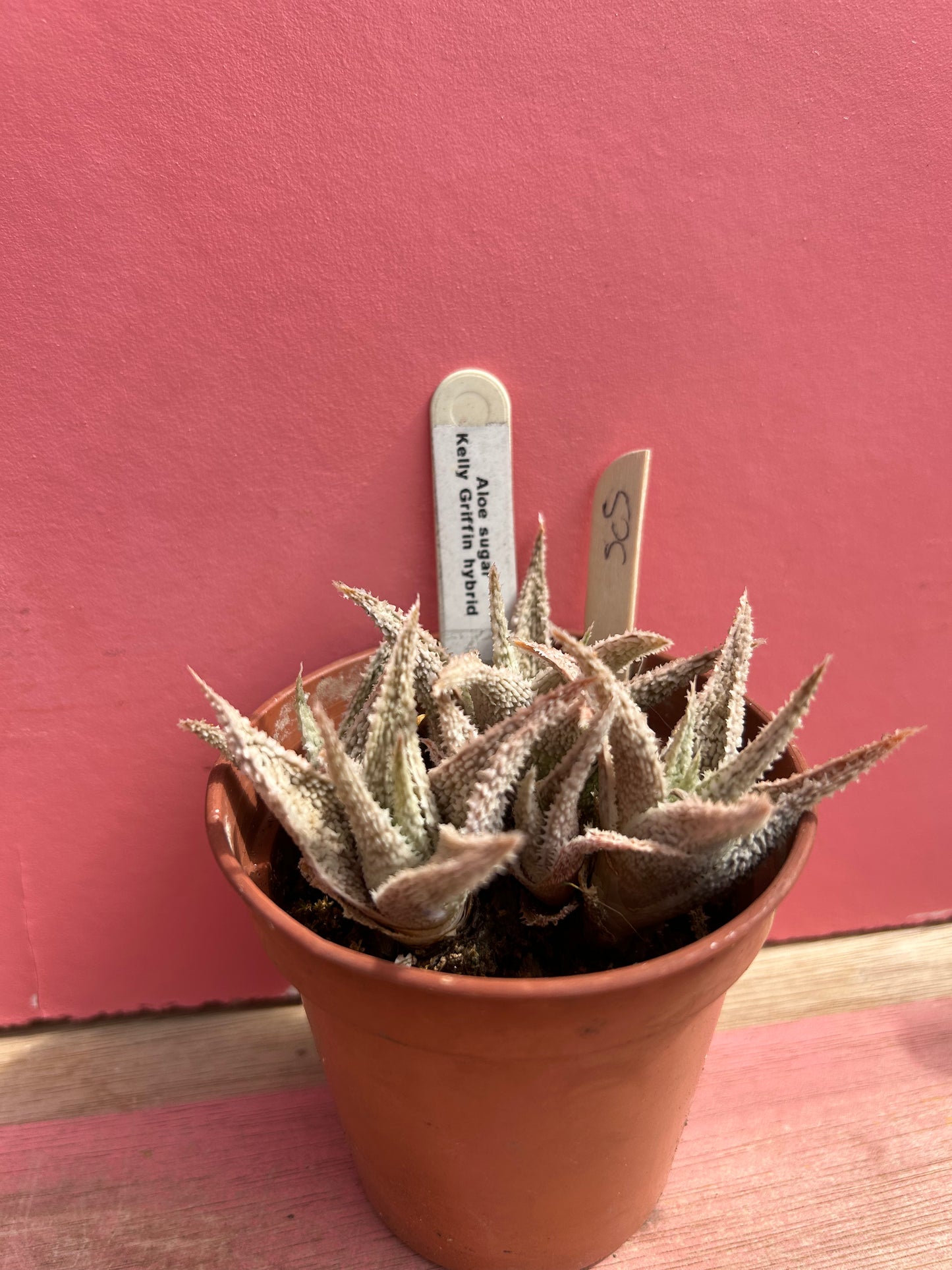 Aloe sugar kelly griffin hybrid (505)