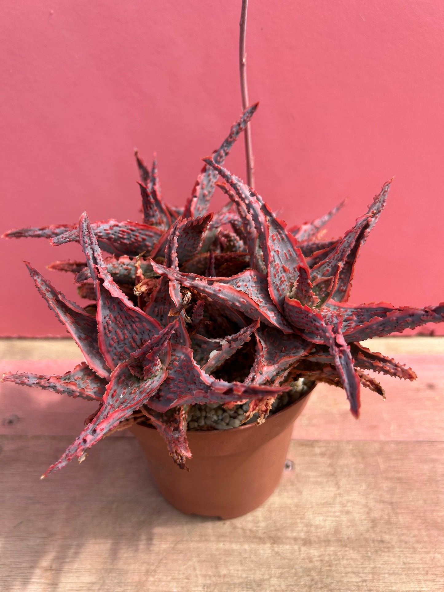 Aloe viper (506)