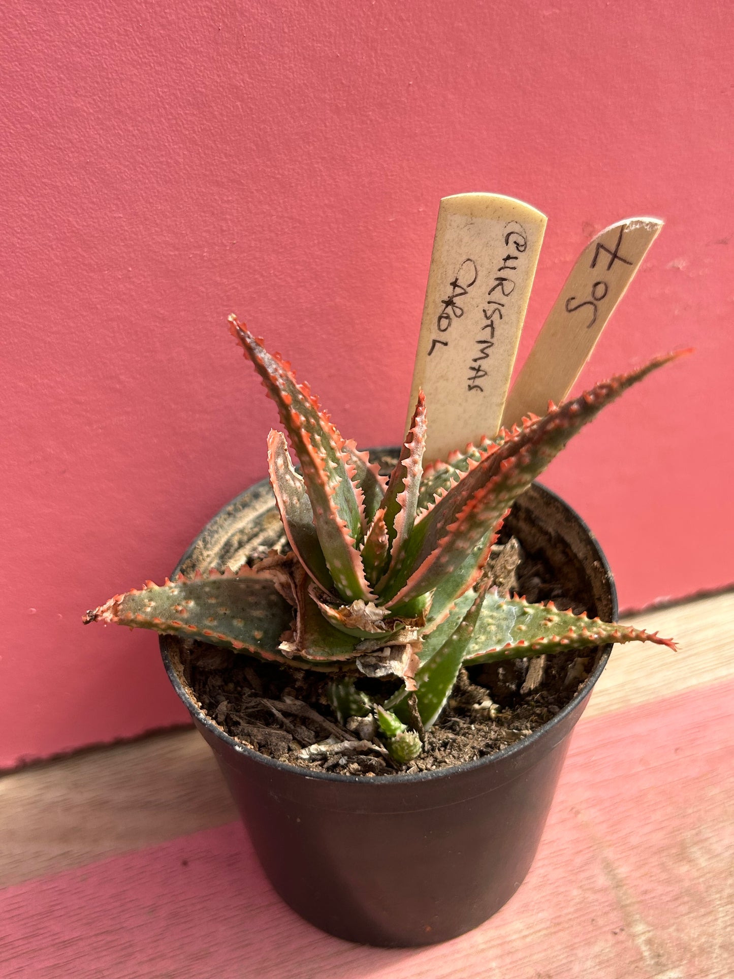 Aloe 'Christmas Carol' (507)