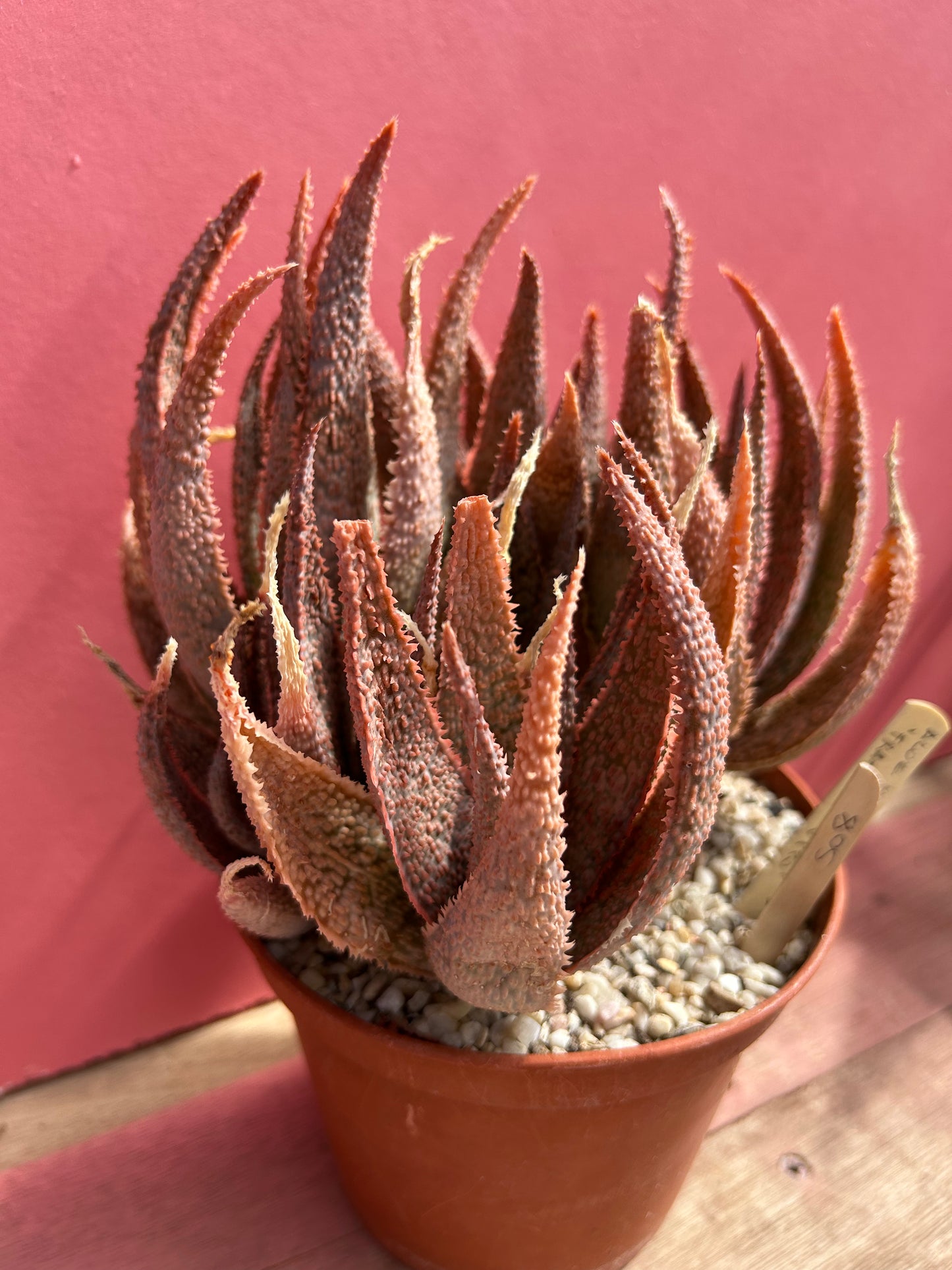 Aloe Hybrid 'franko x vito' (508)