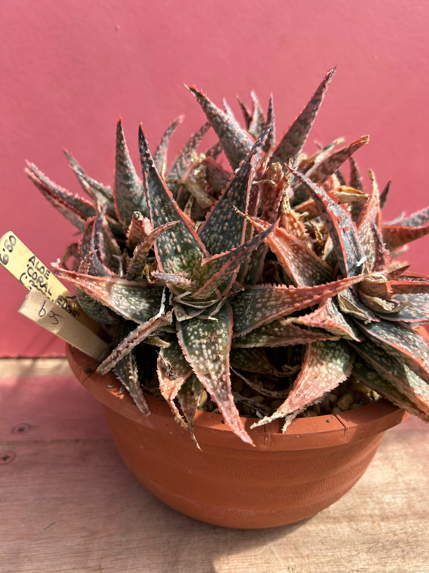 Aloe coral edge (509)