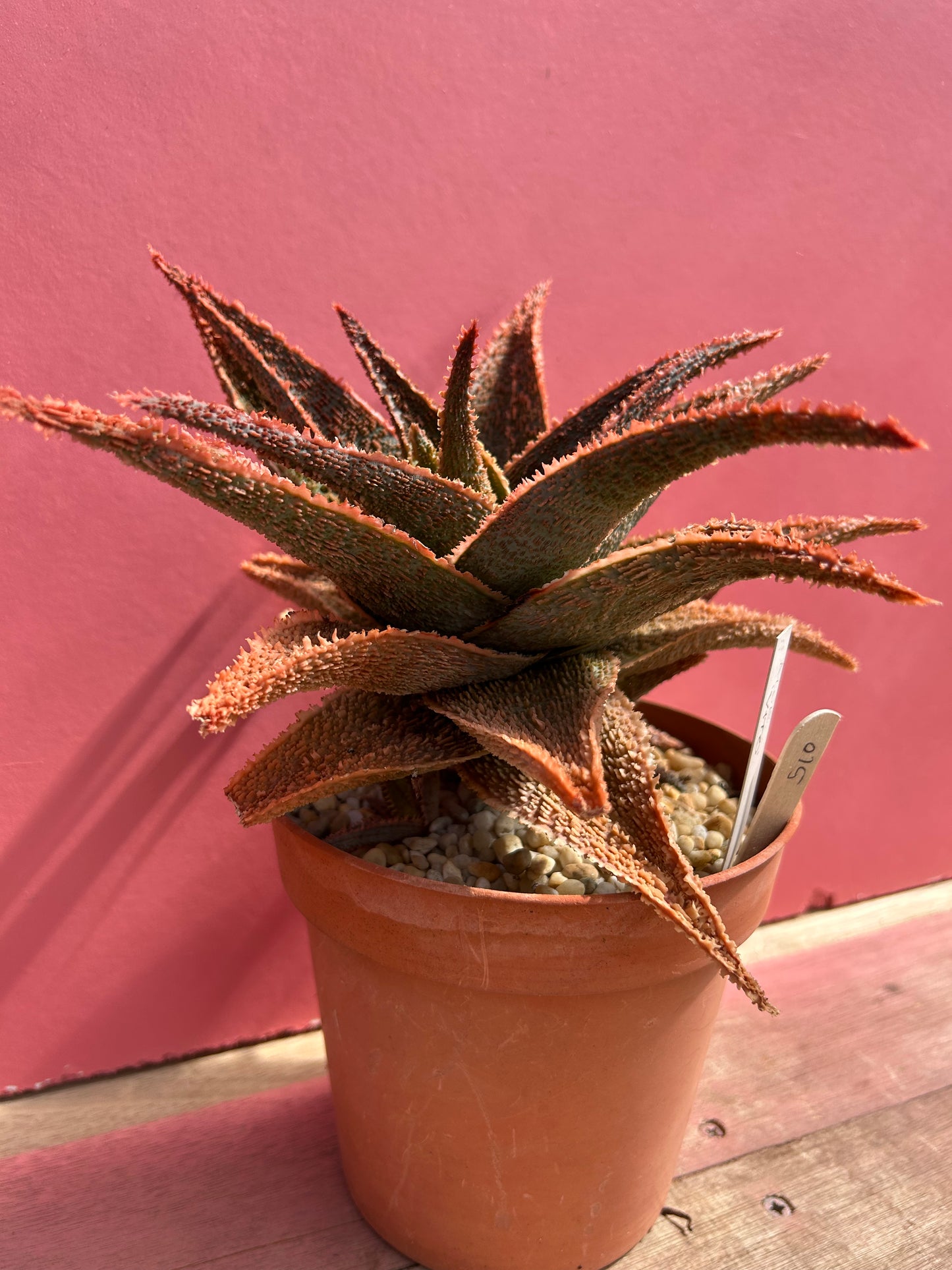 Aloe vito (510)