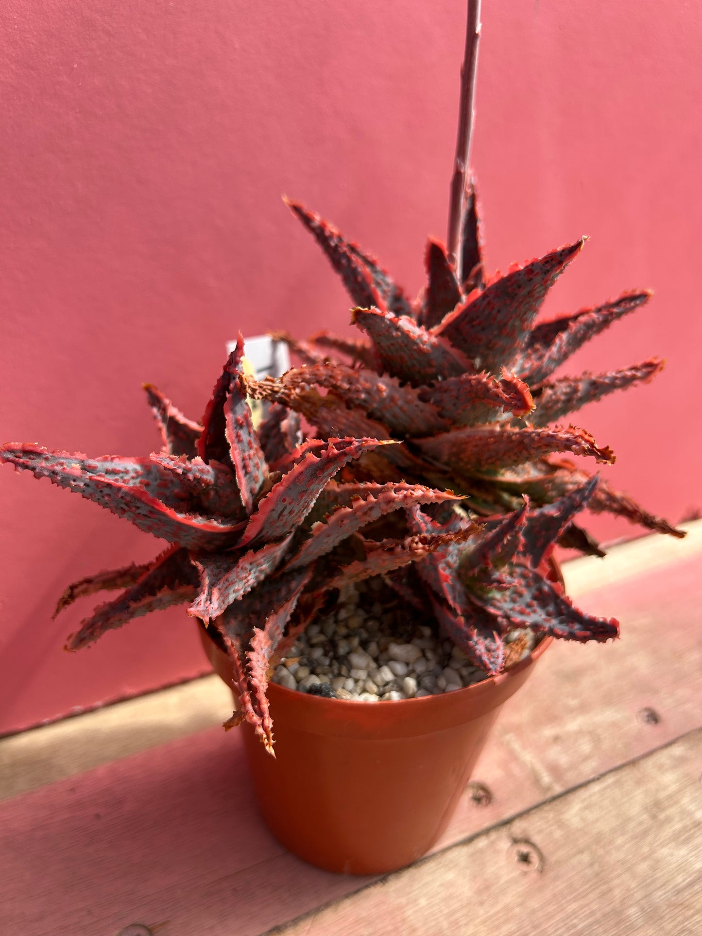 Aloe viper (511)