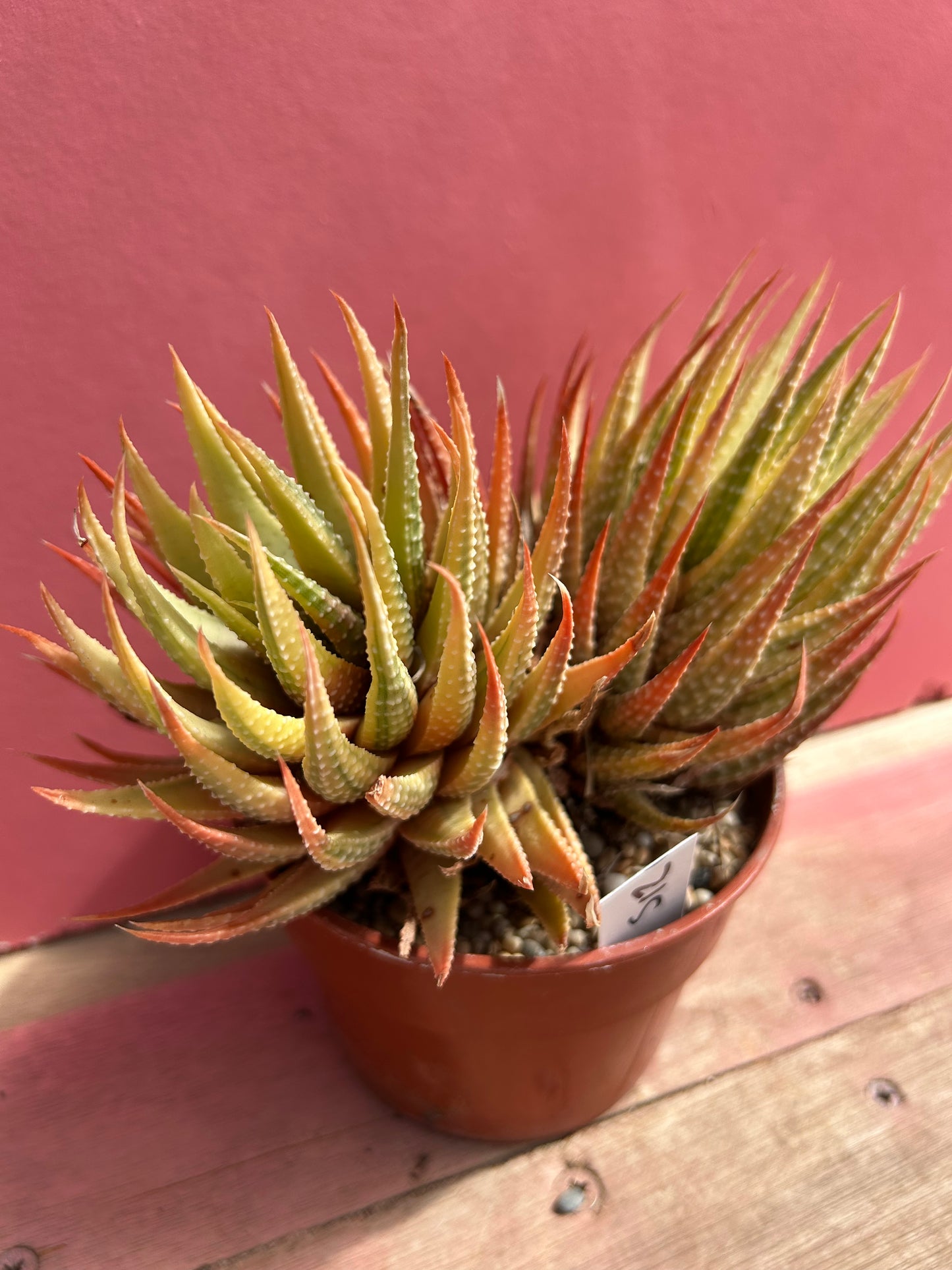Haworthia species (512)