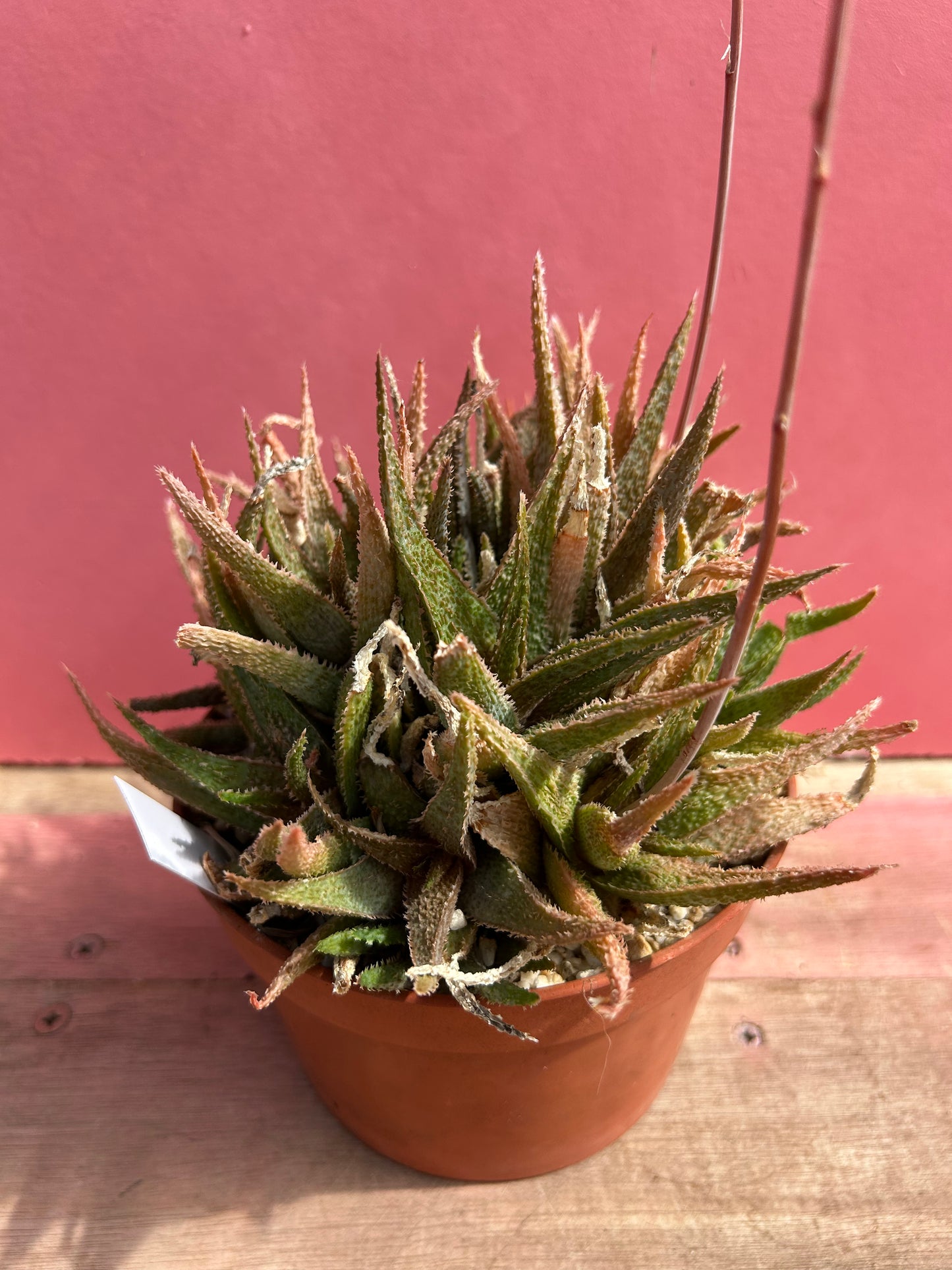 Aloe angelo (513)