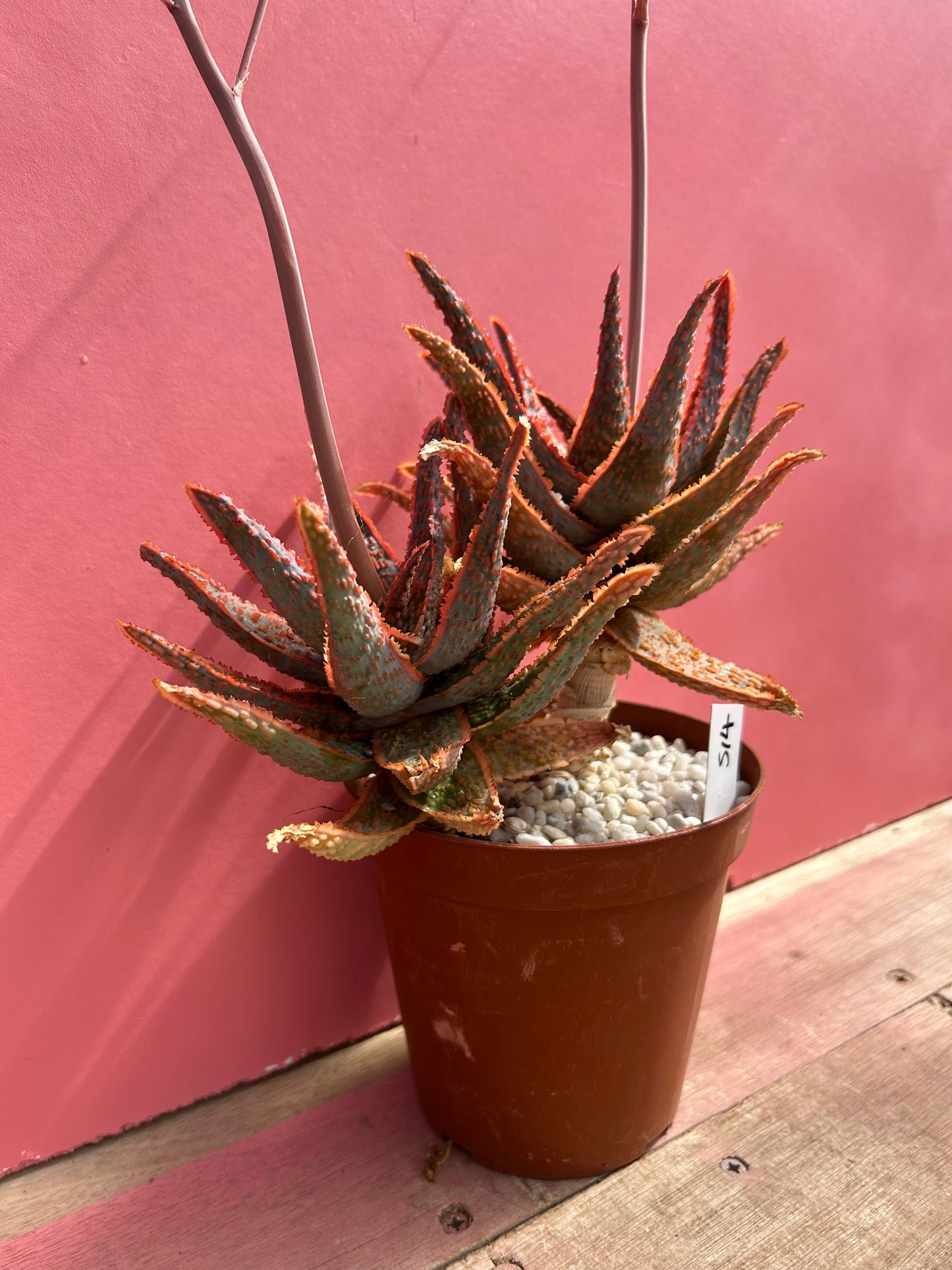 Aloe viper (514)