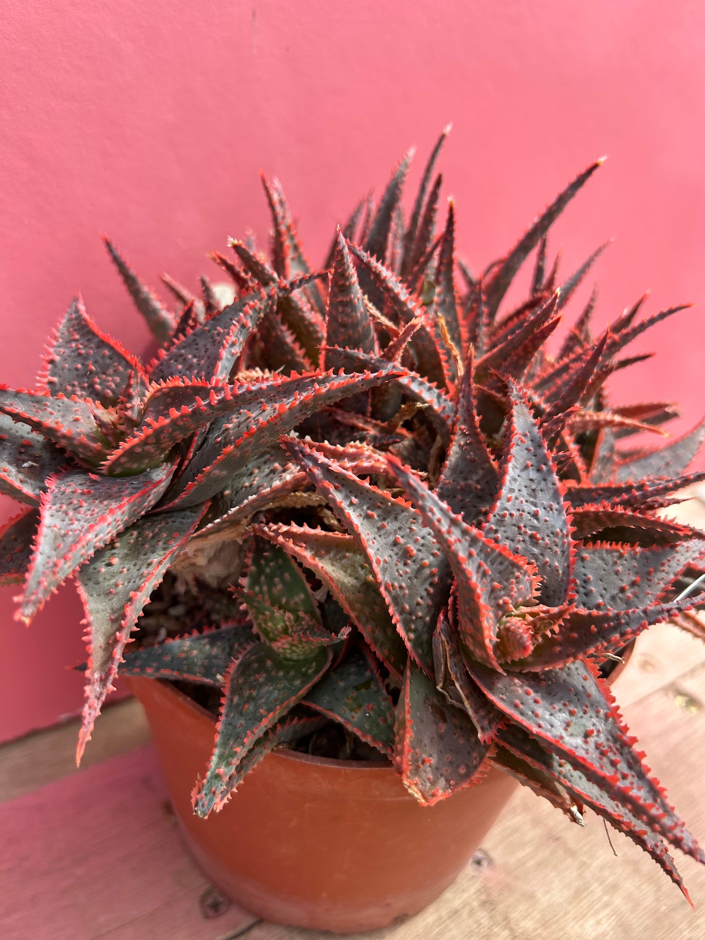 Aloe 'Christmas Carol' (515)
