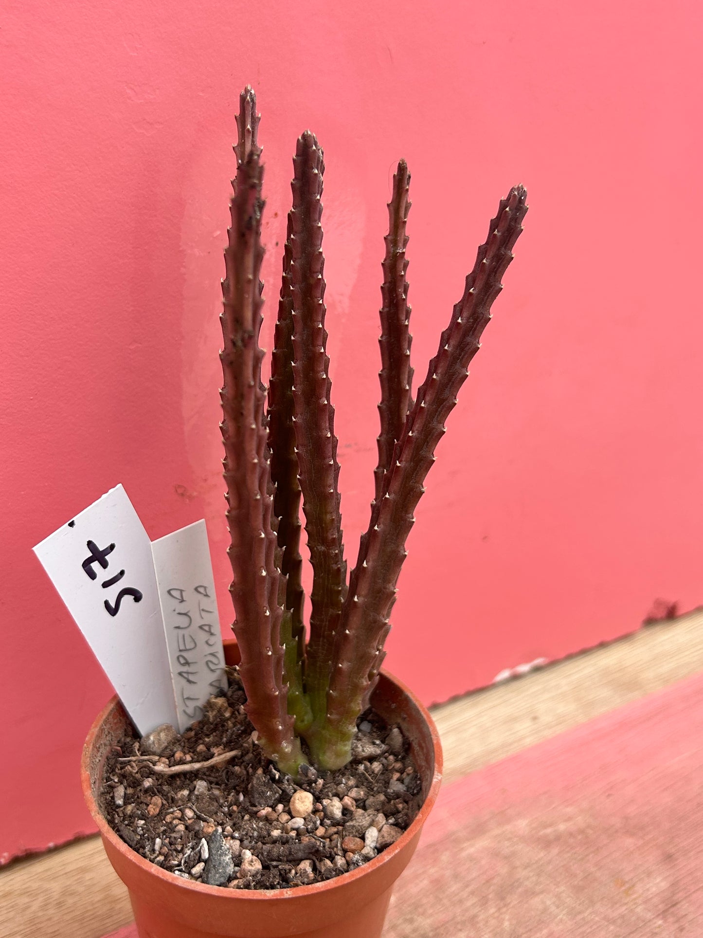 Stapelia divaricata (517)