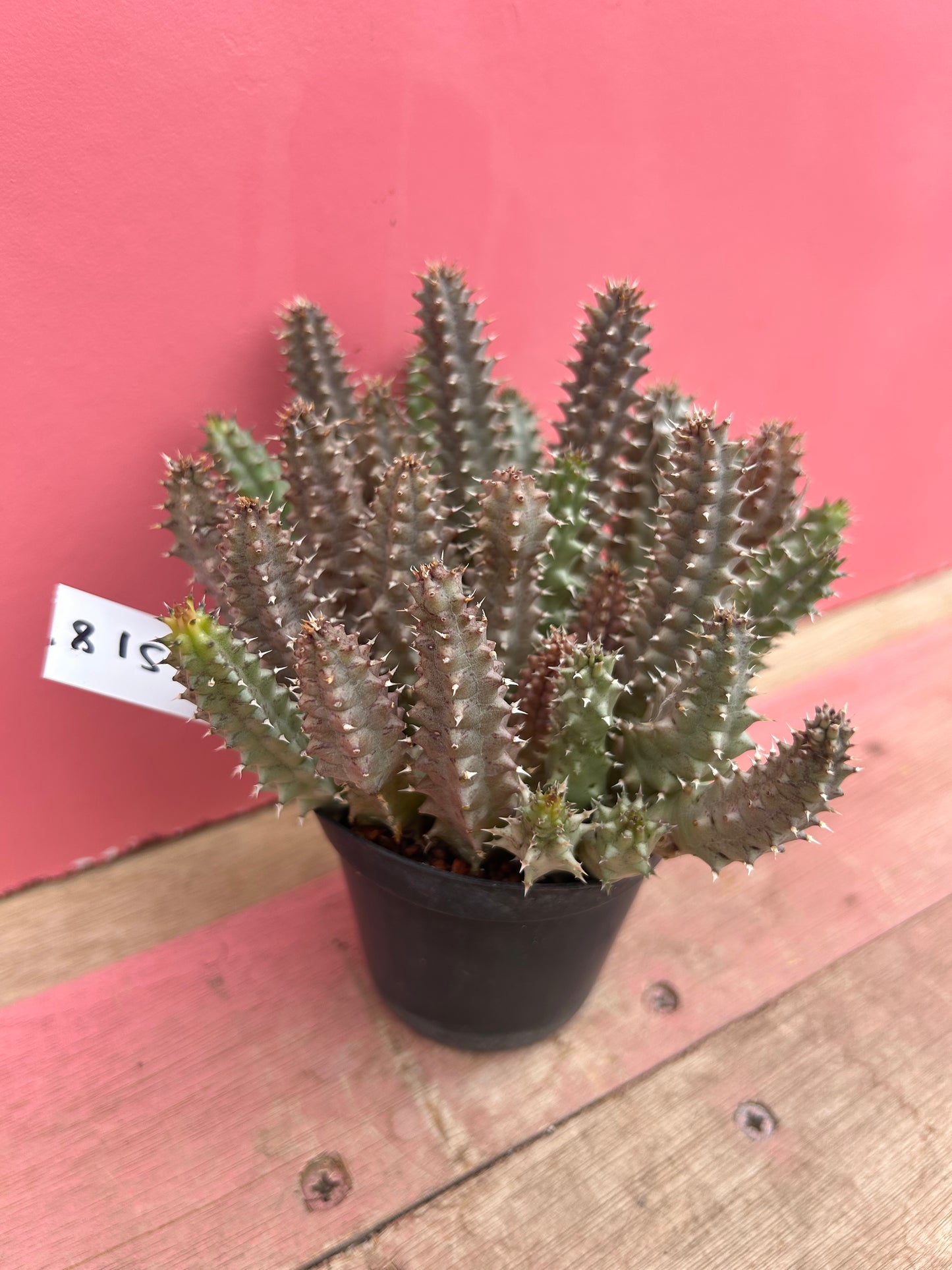 Huernia schneideriana (518)