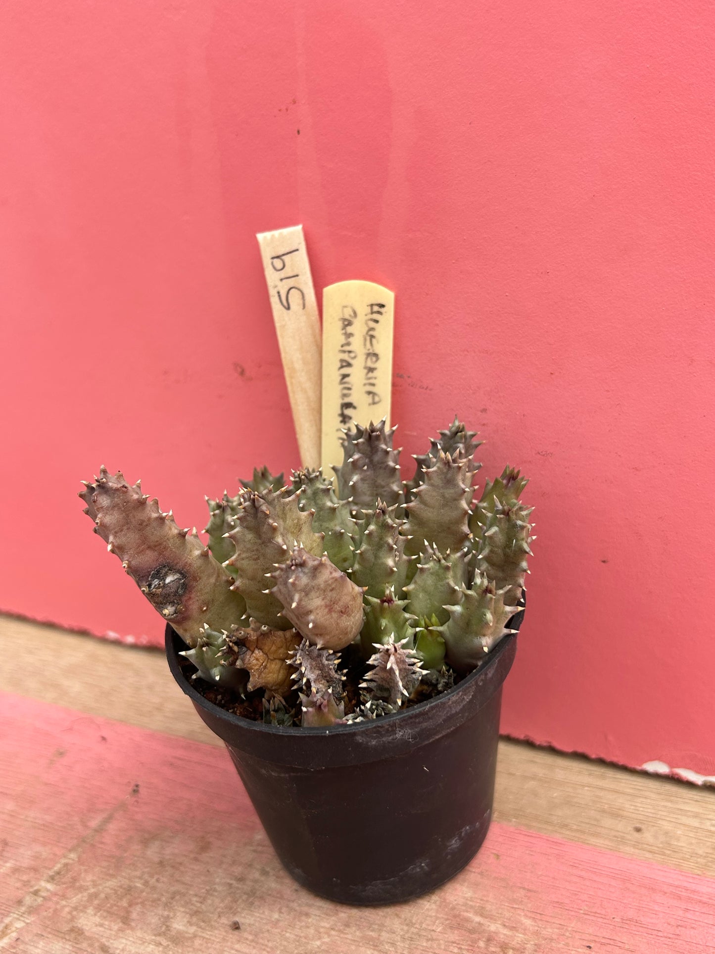 Huernia campanulata (519)
