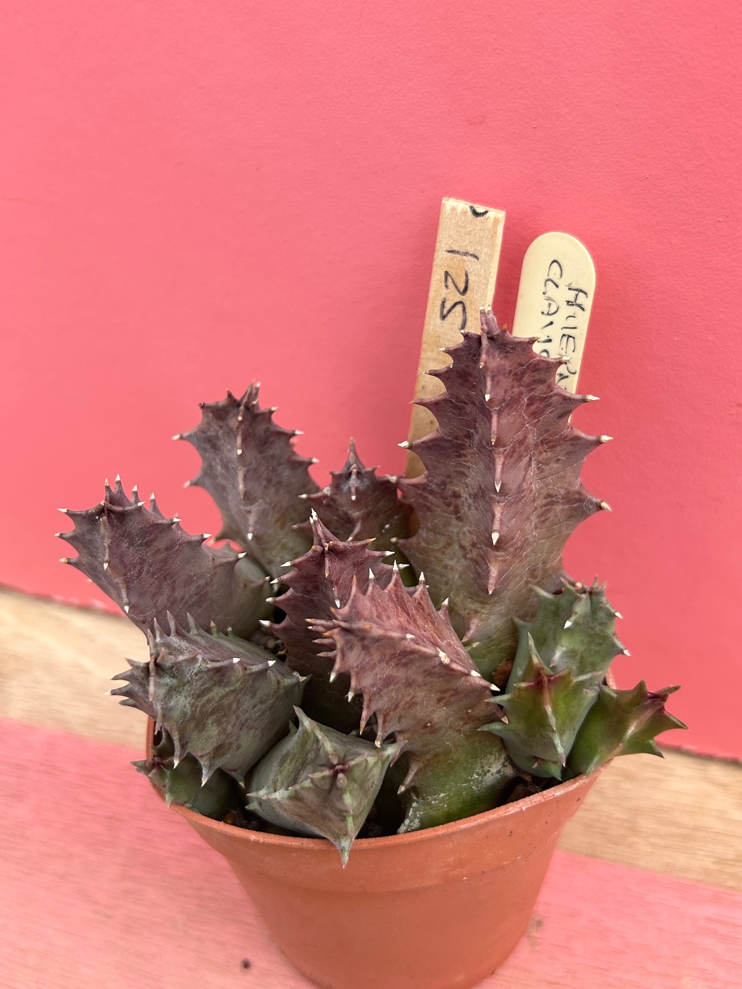 Huernia campanulata (521)