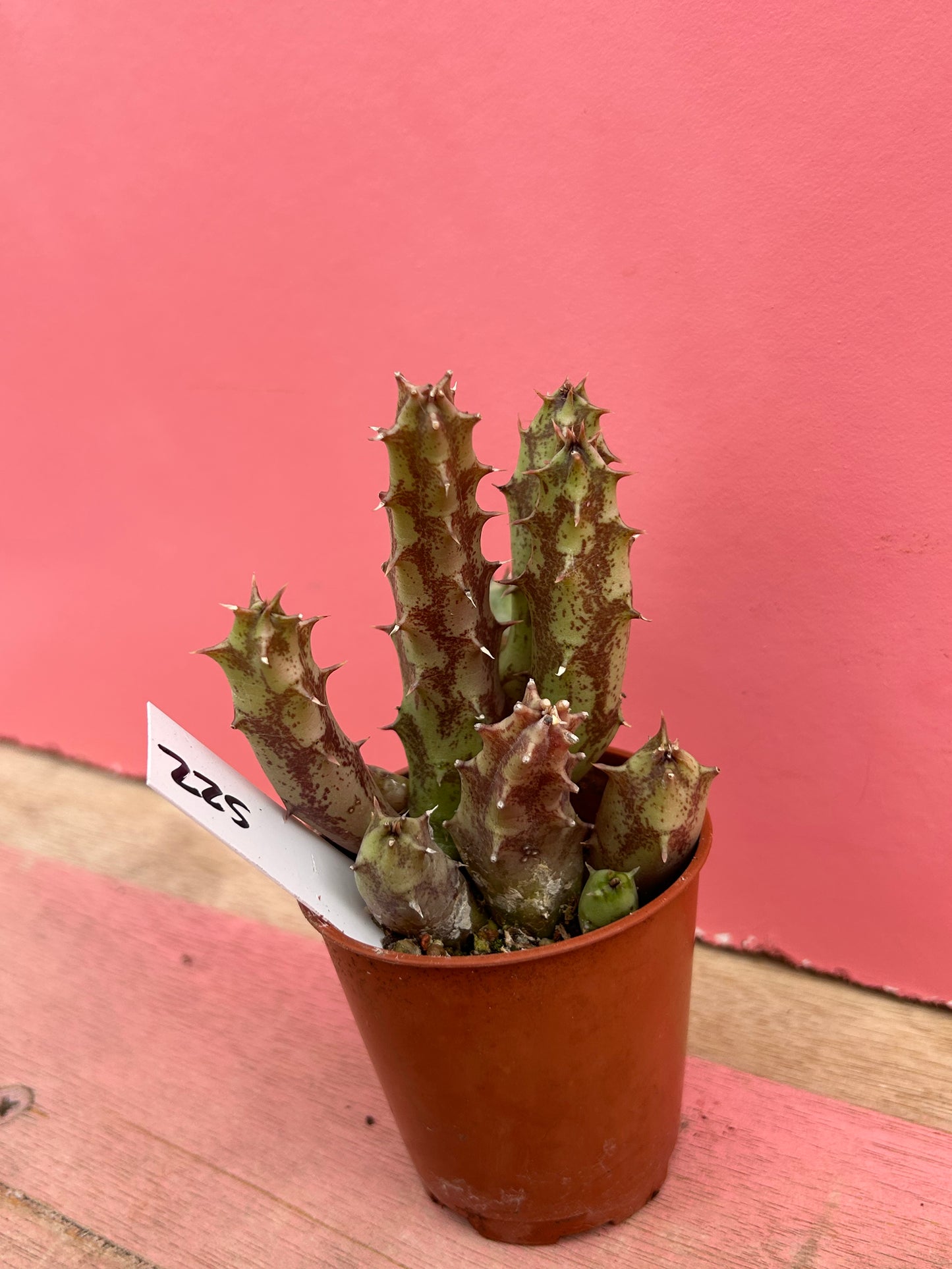 Huernia species (522)
