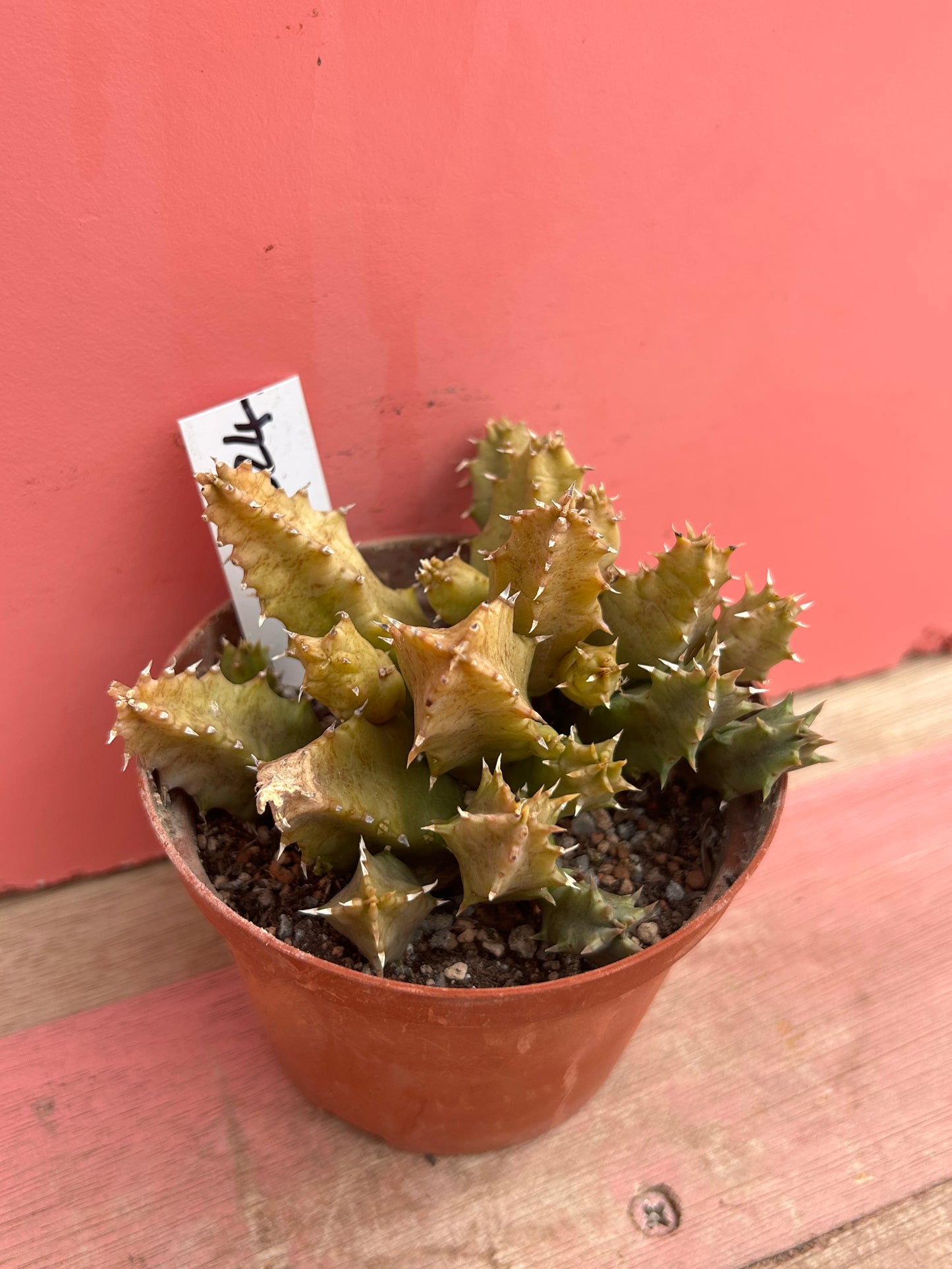 Huernia zebrina variegata (524)