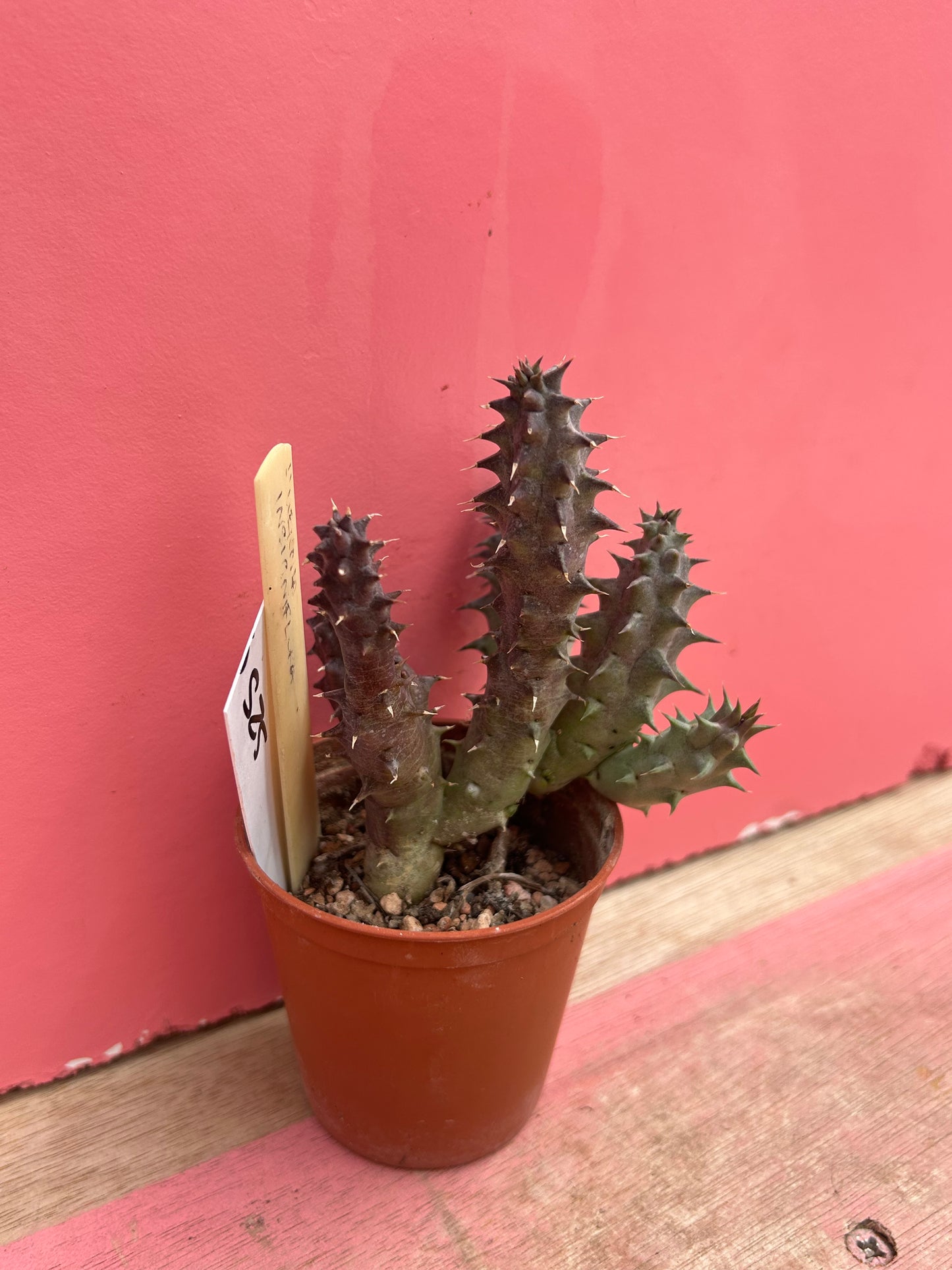 Huernia insigniflora (525)