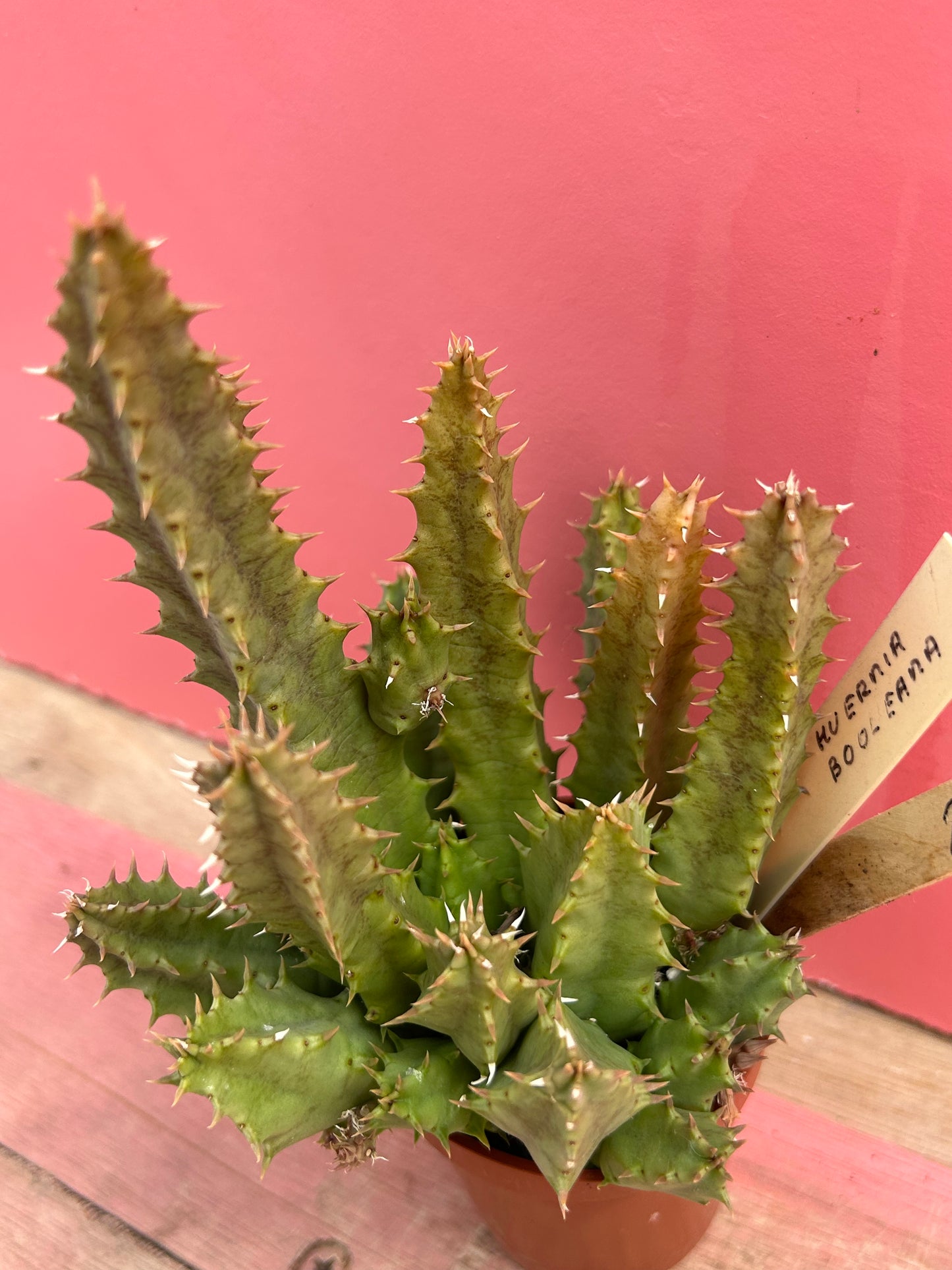 Huernia boleana (526)