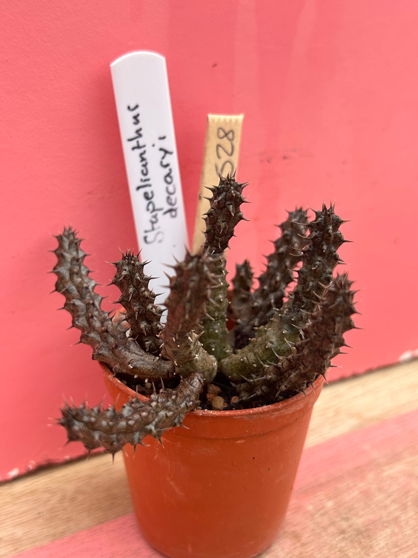 Stapelianthus decaryi (528)