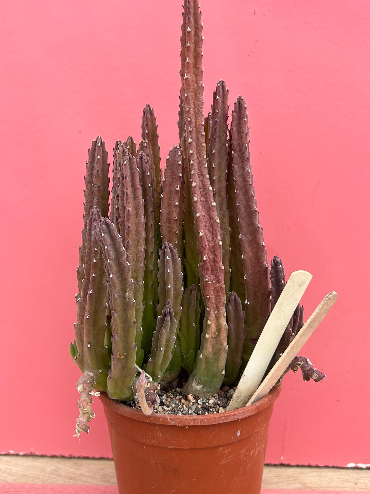 Stapelia asterias v. lucida (530)