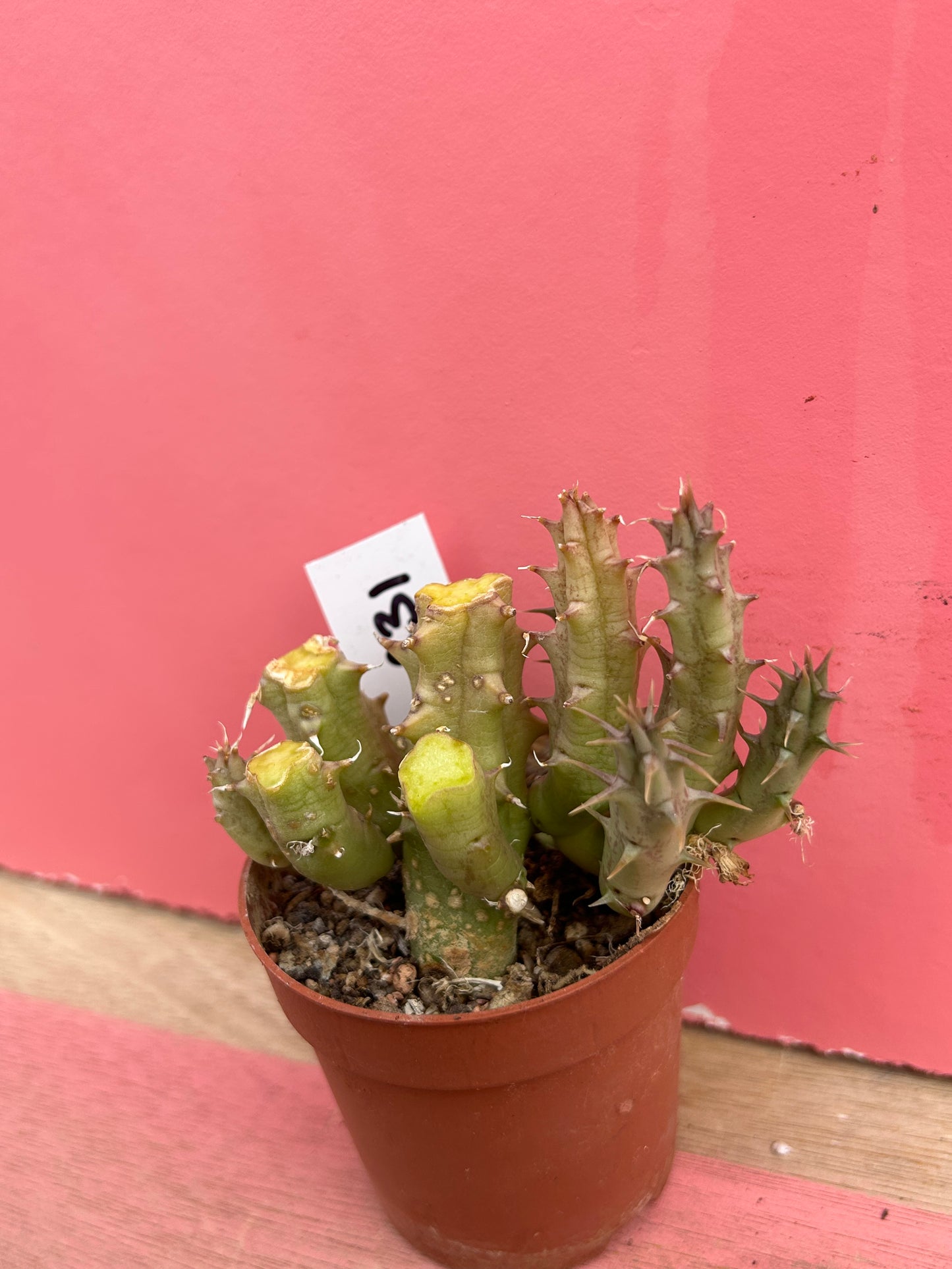 Stapelia species (531)