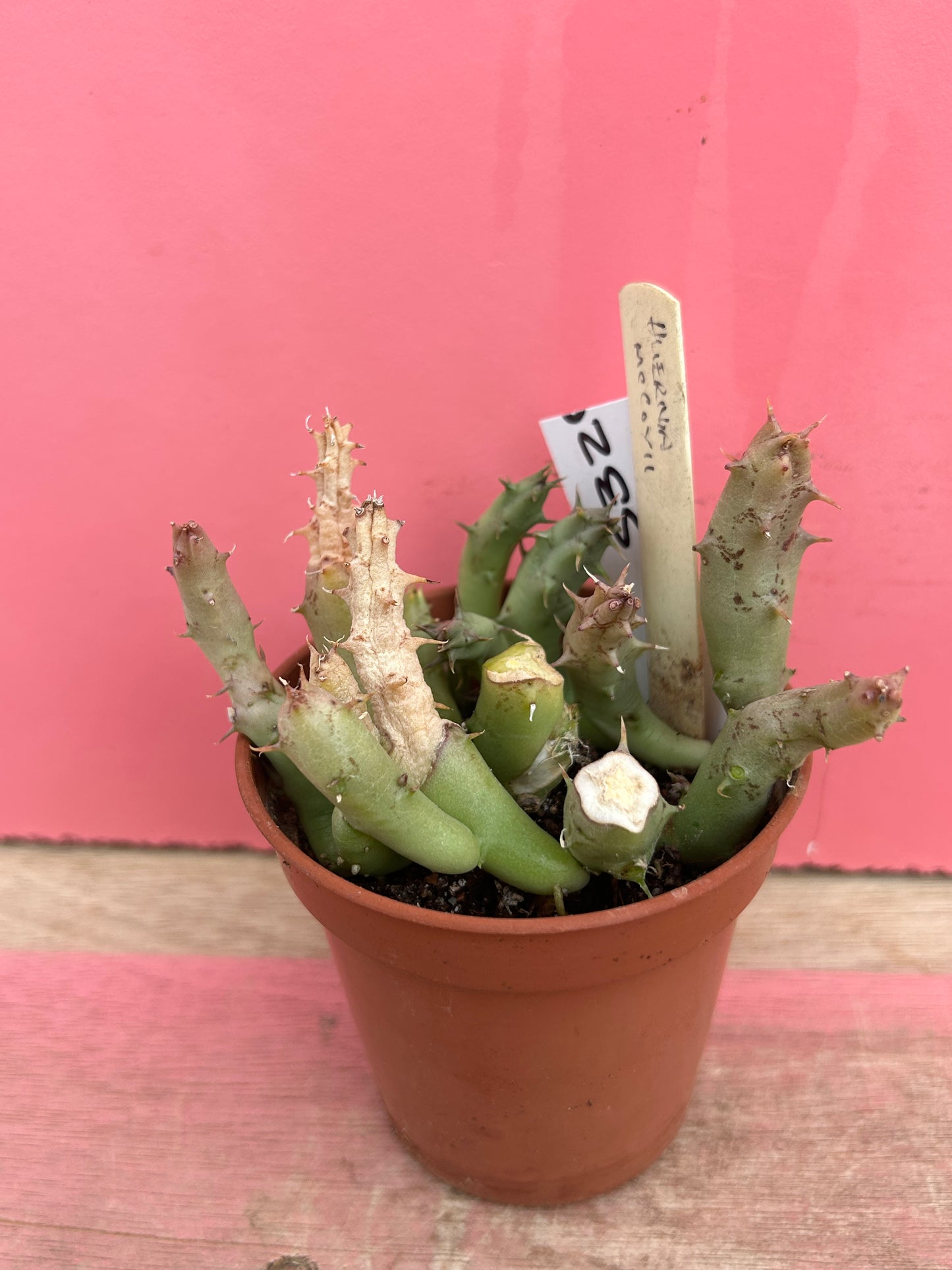 Huernia mccoyi (532)