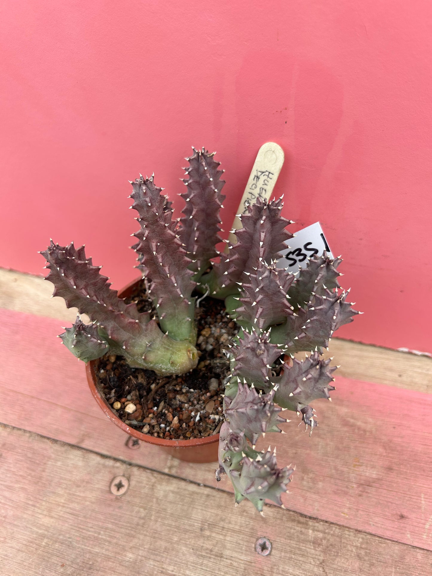 Huernia decipiens (535)