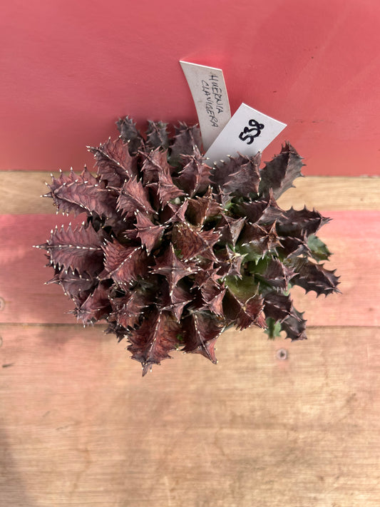 Huernia clavigera (538)