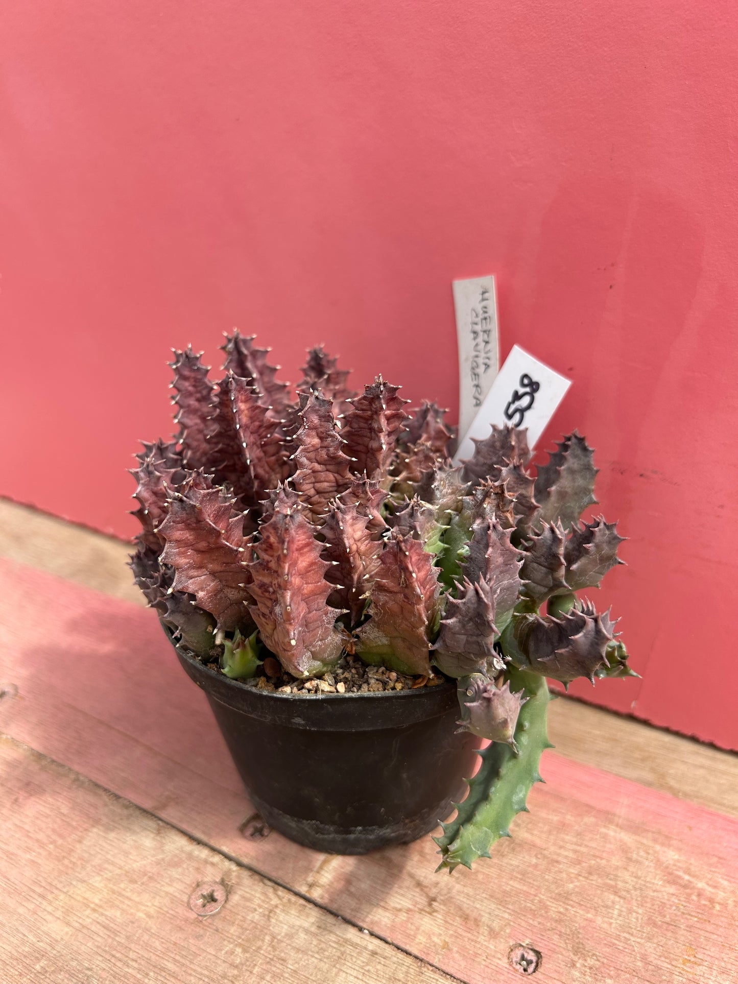 Huernia clavigera (538)