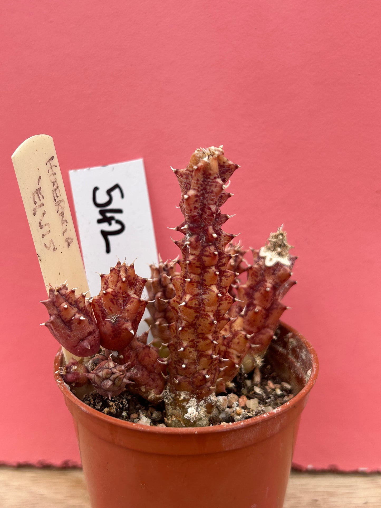 Huernia 'elvis' (542)