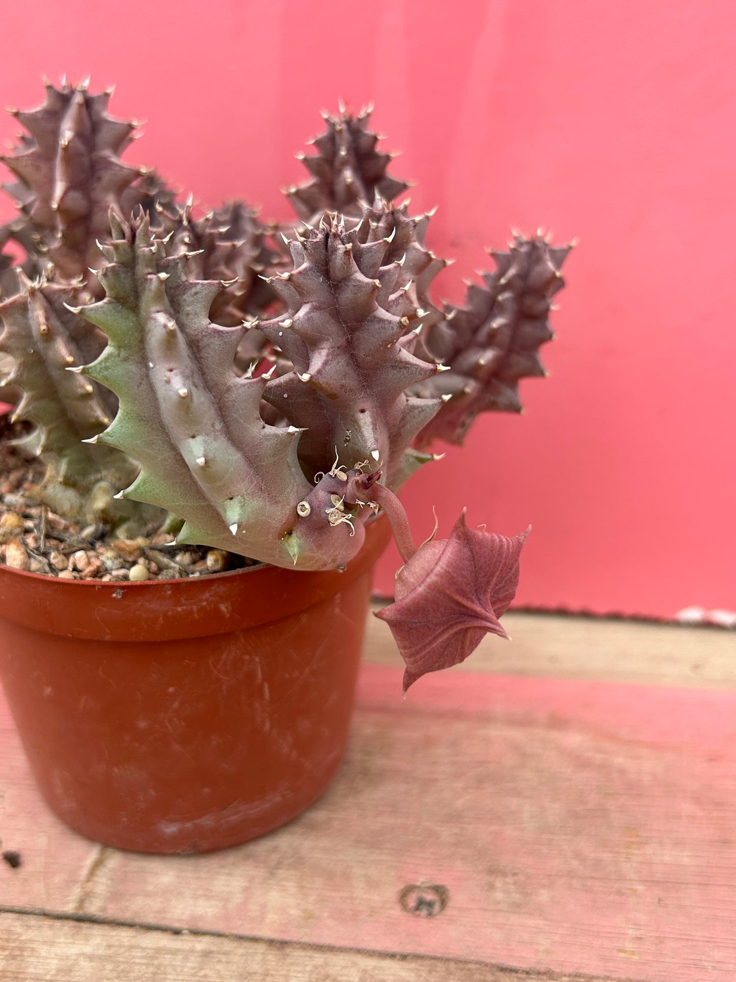 Huernia zebrina (543)