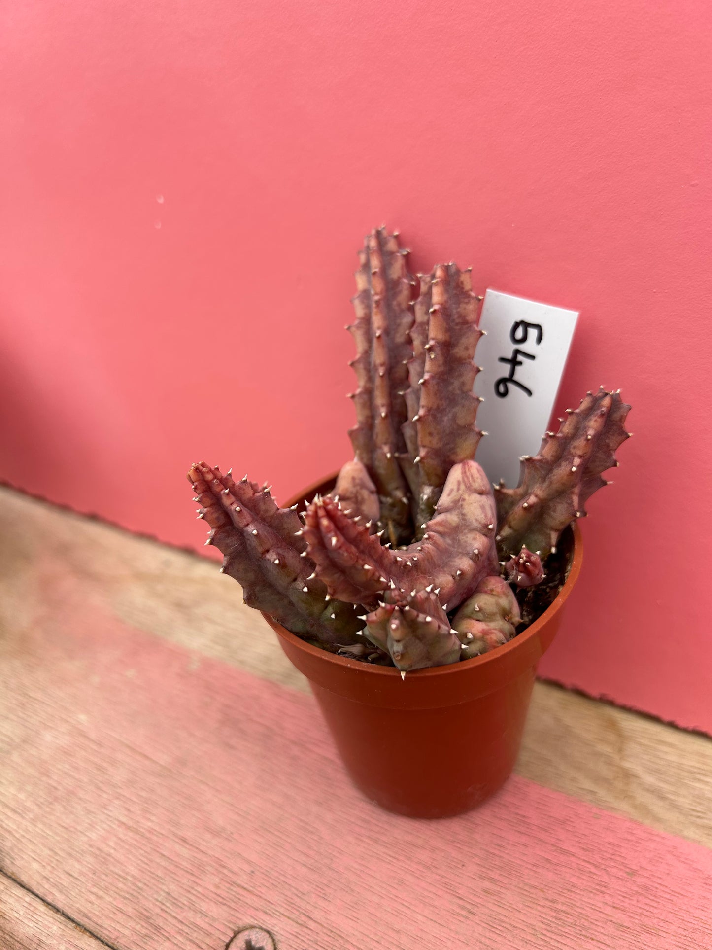 Huernia species (546)
