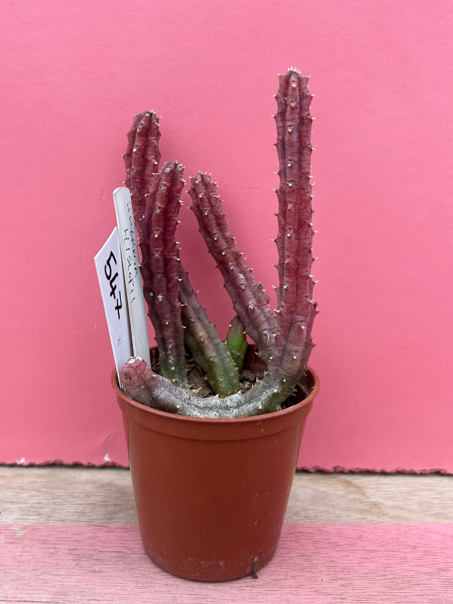 Huernia hislopii (547)