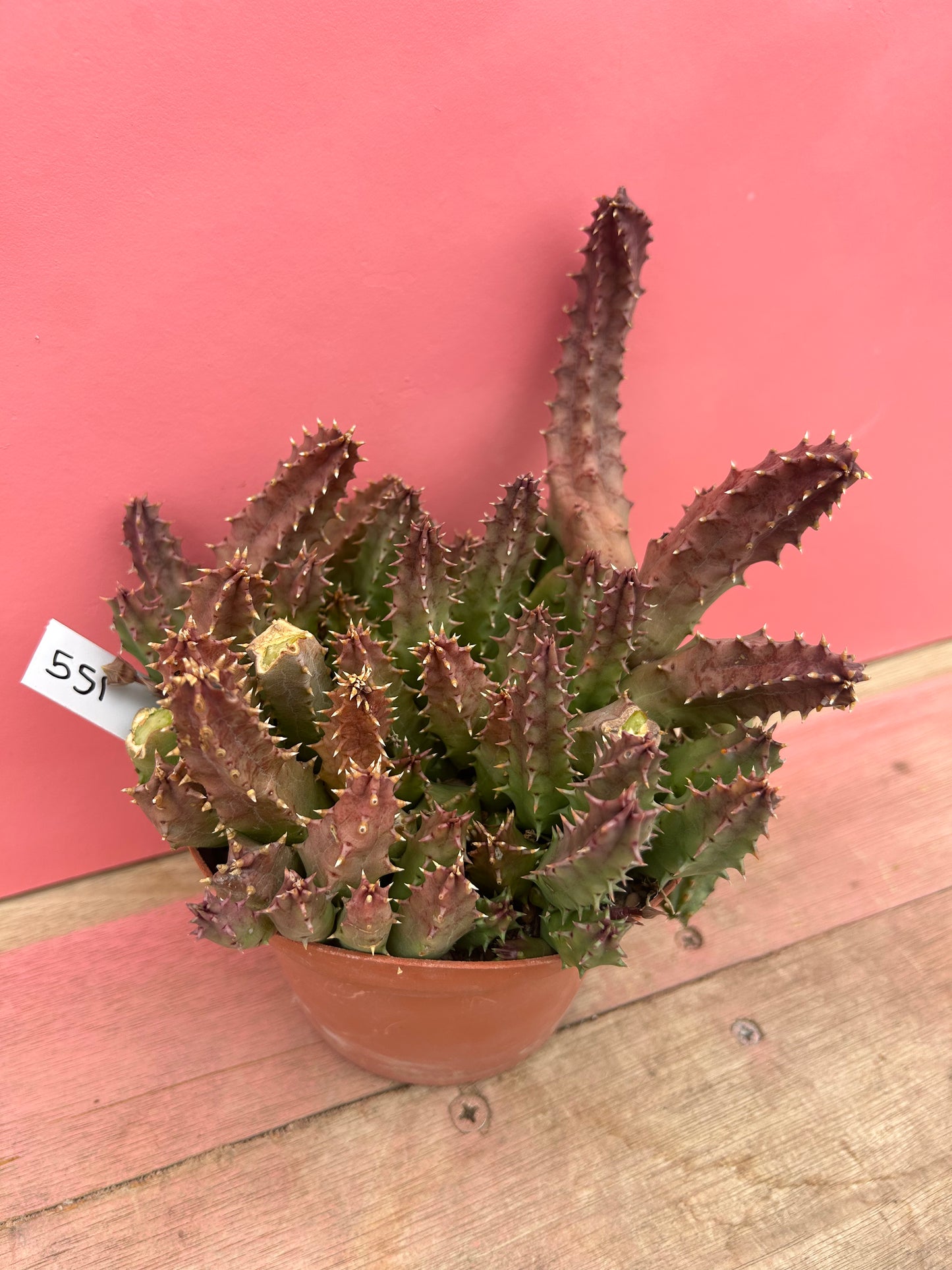 Huernia zebrina (551)