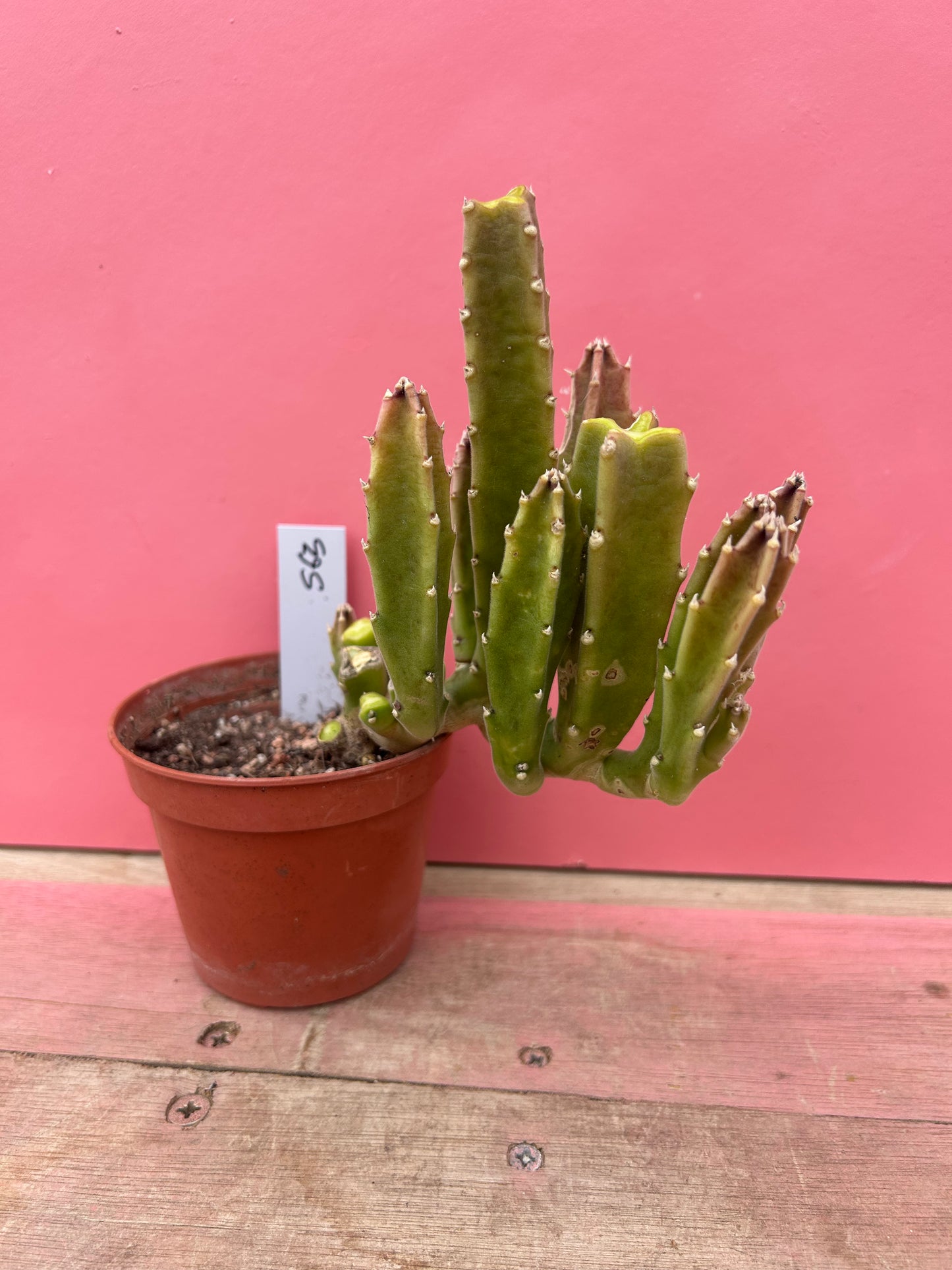 Stapelia gigantea (563)