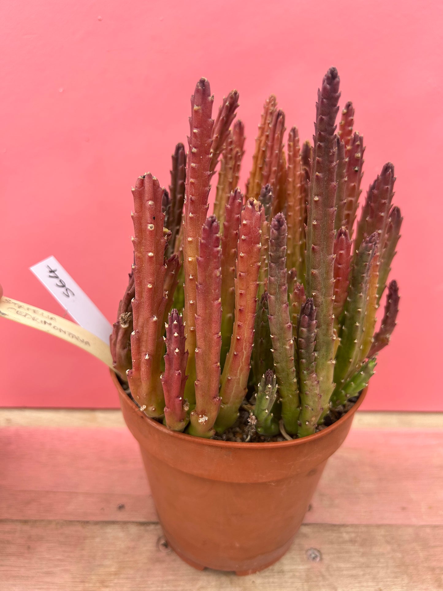 Stapelia cedrimontana (564)