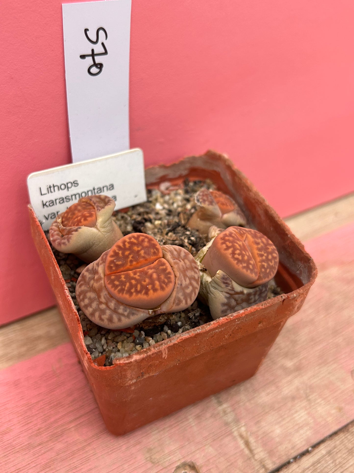 Lithops karasmontana var. lericheana (570)