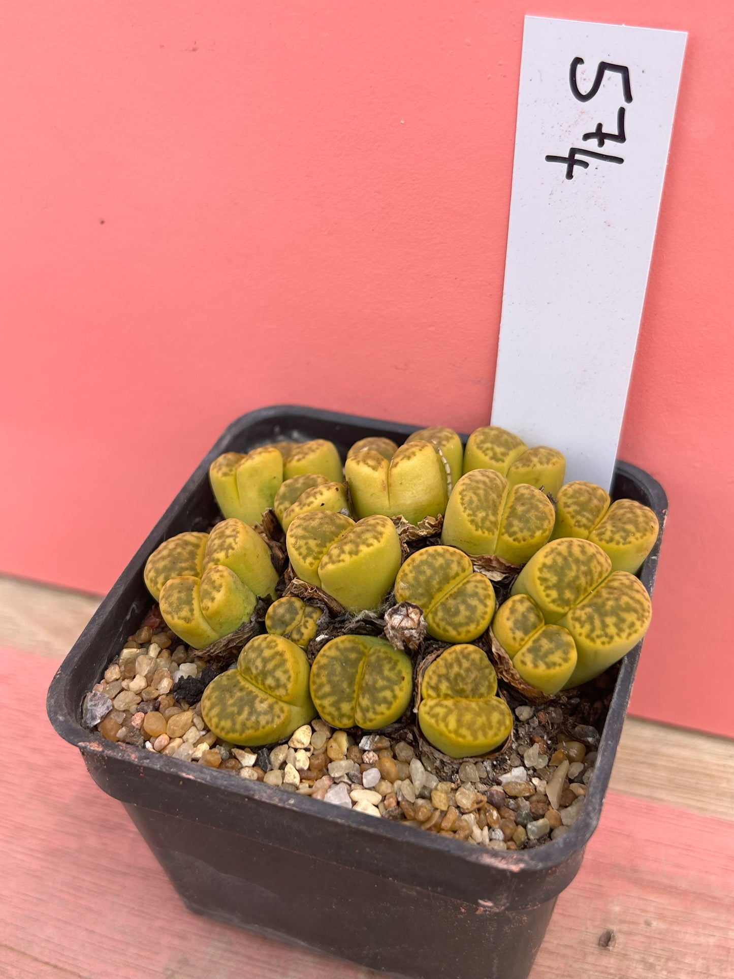 Lithops bromfieldii v. insularis (574)