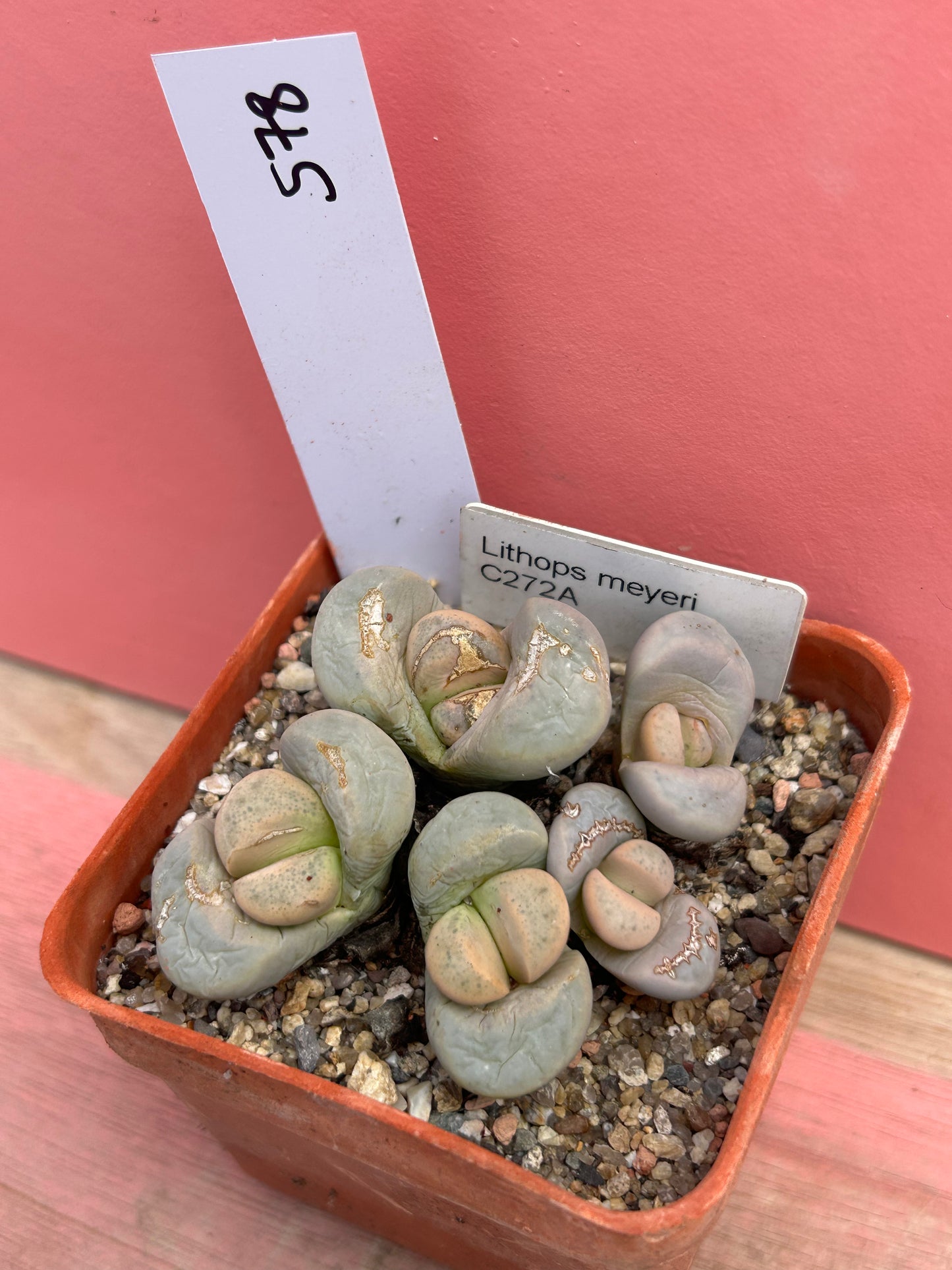Lithops meyeri (578)