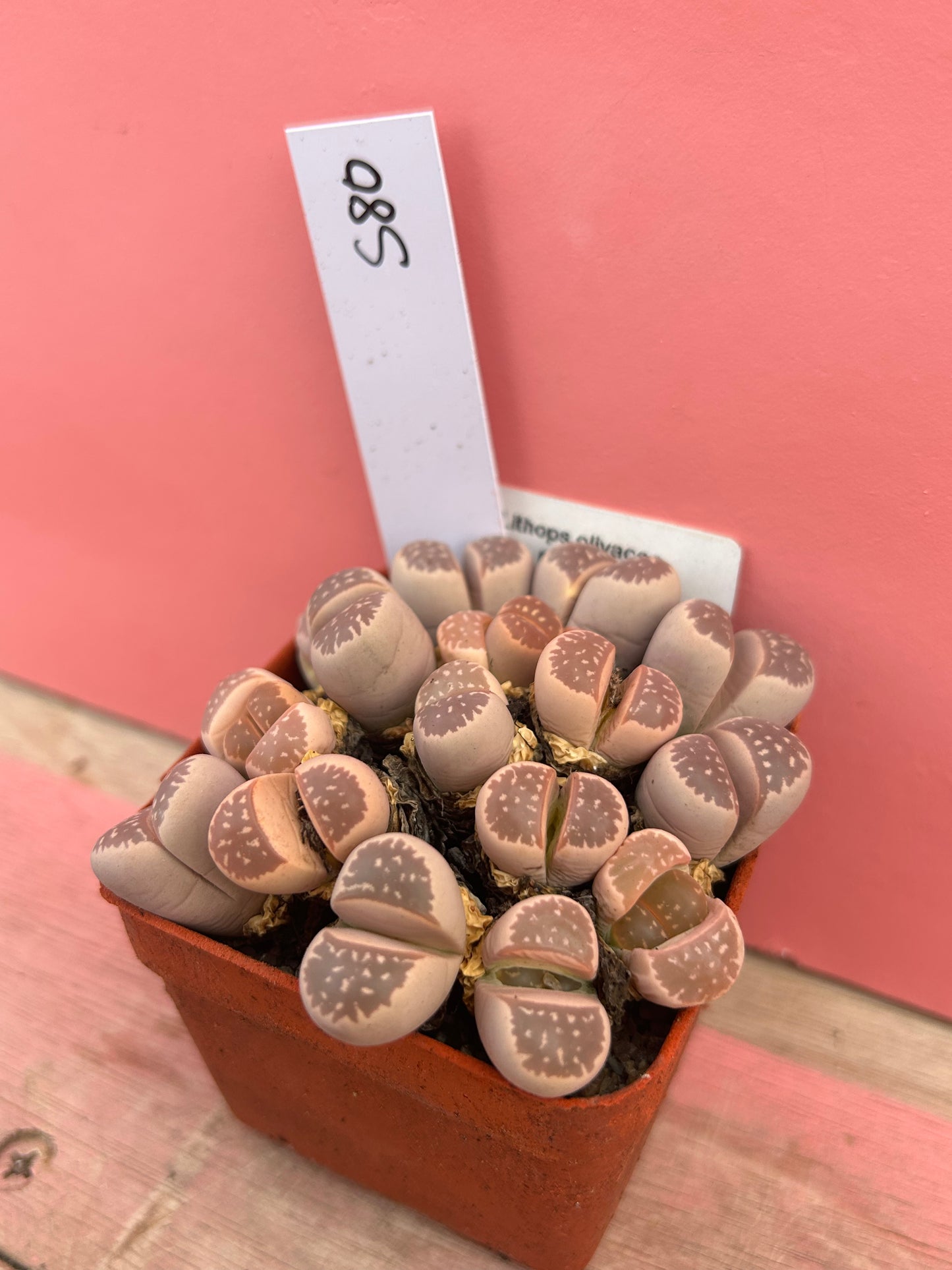 Lithops olivacea var. nebrownii (580)