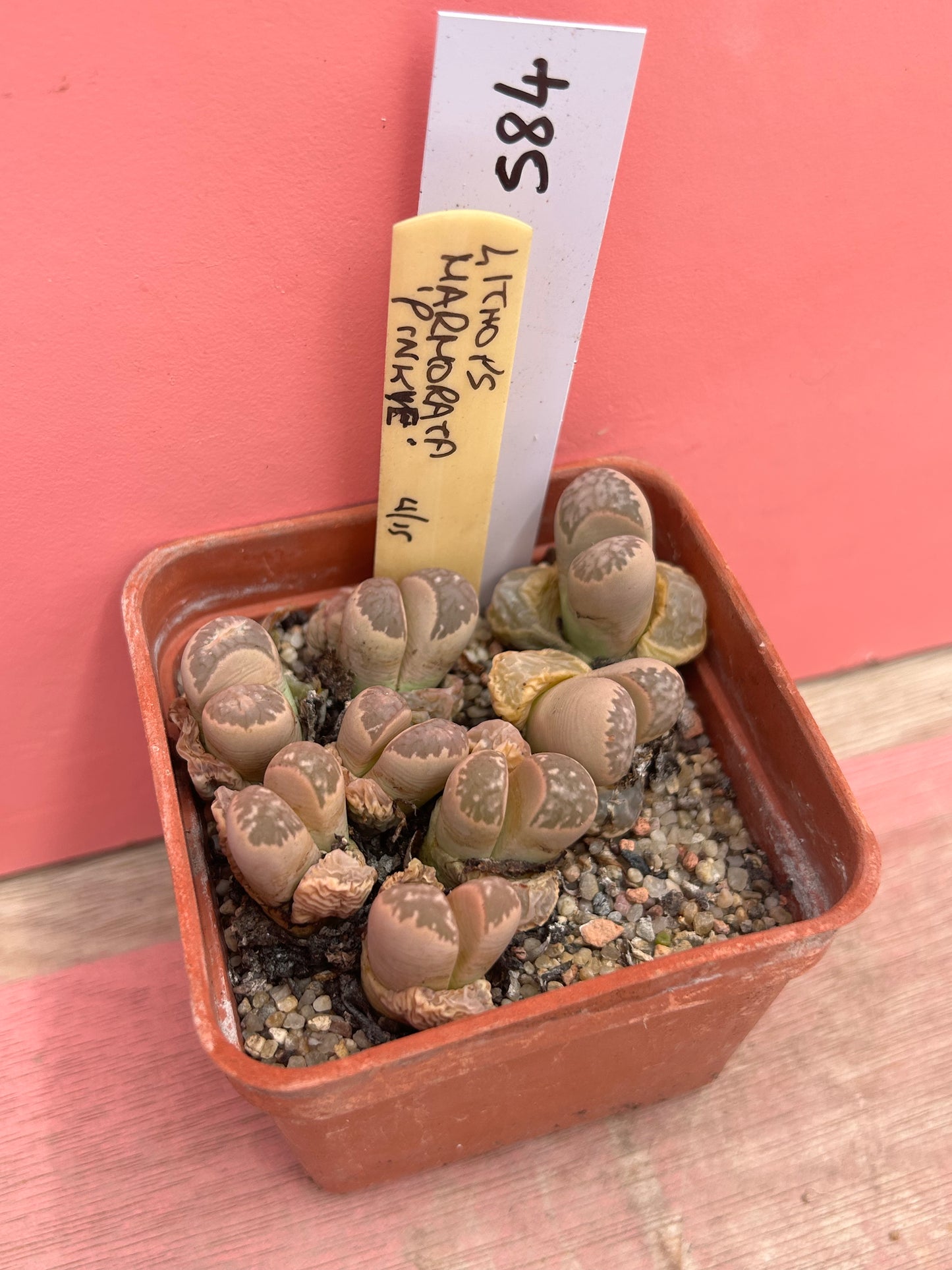 Lithops marhorata 'pinkye' (584)