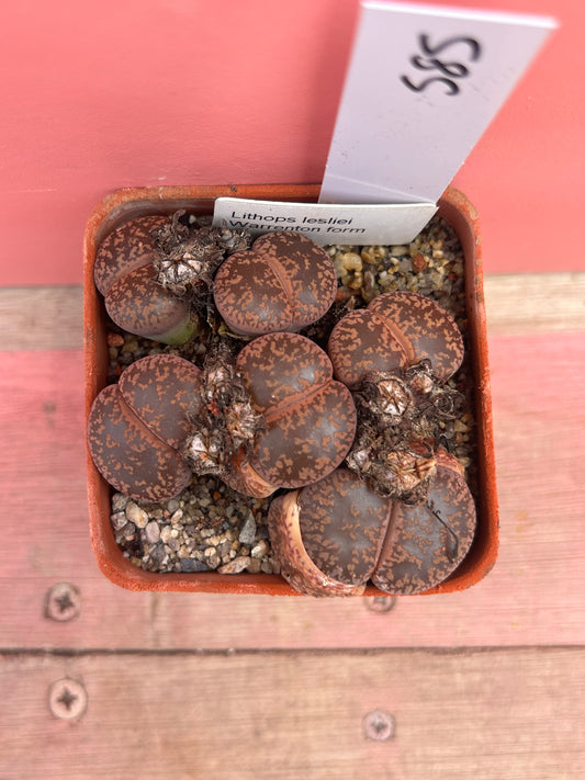 Lithops leslei 'Warrenton Form' (585)