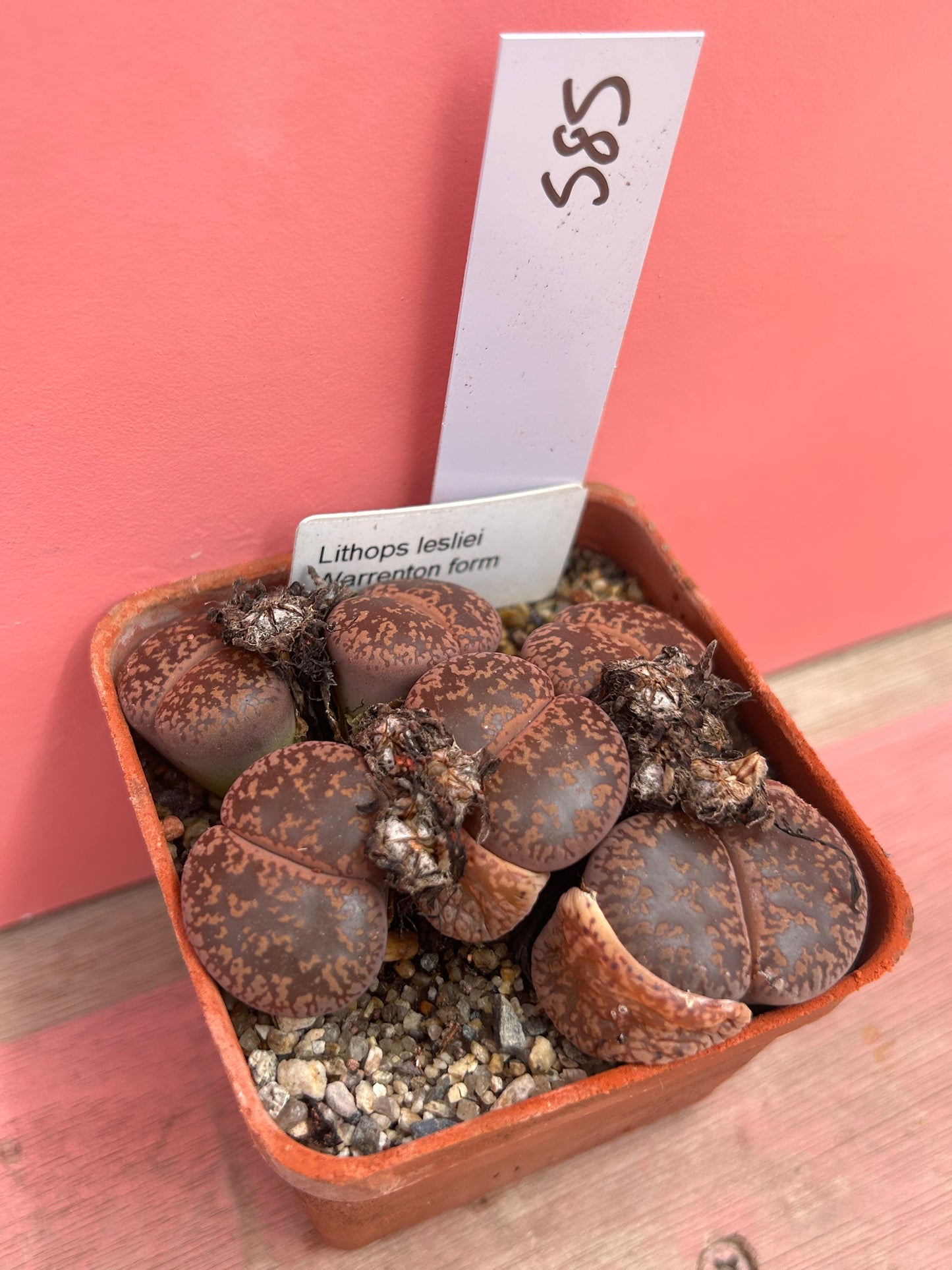 Lithops leslei 'Warrenton Form' (585)