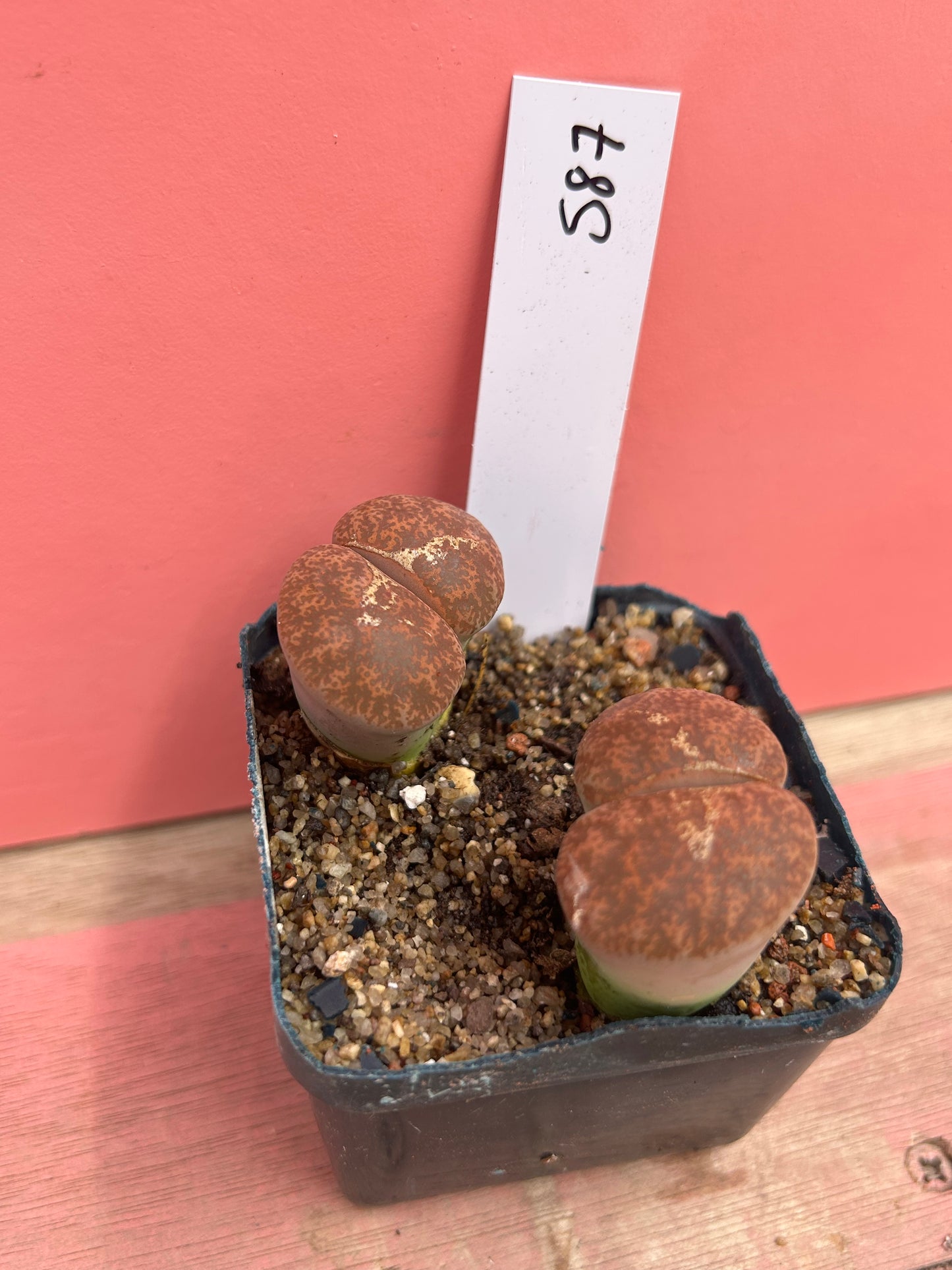 Lithops species (587)
