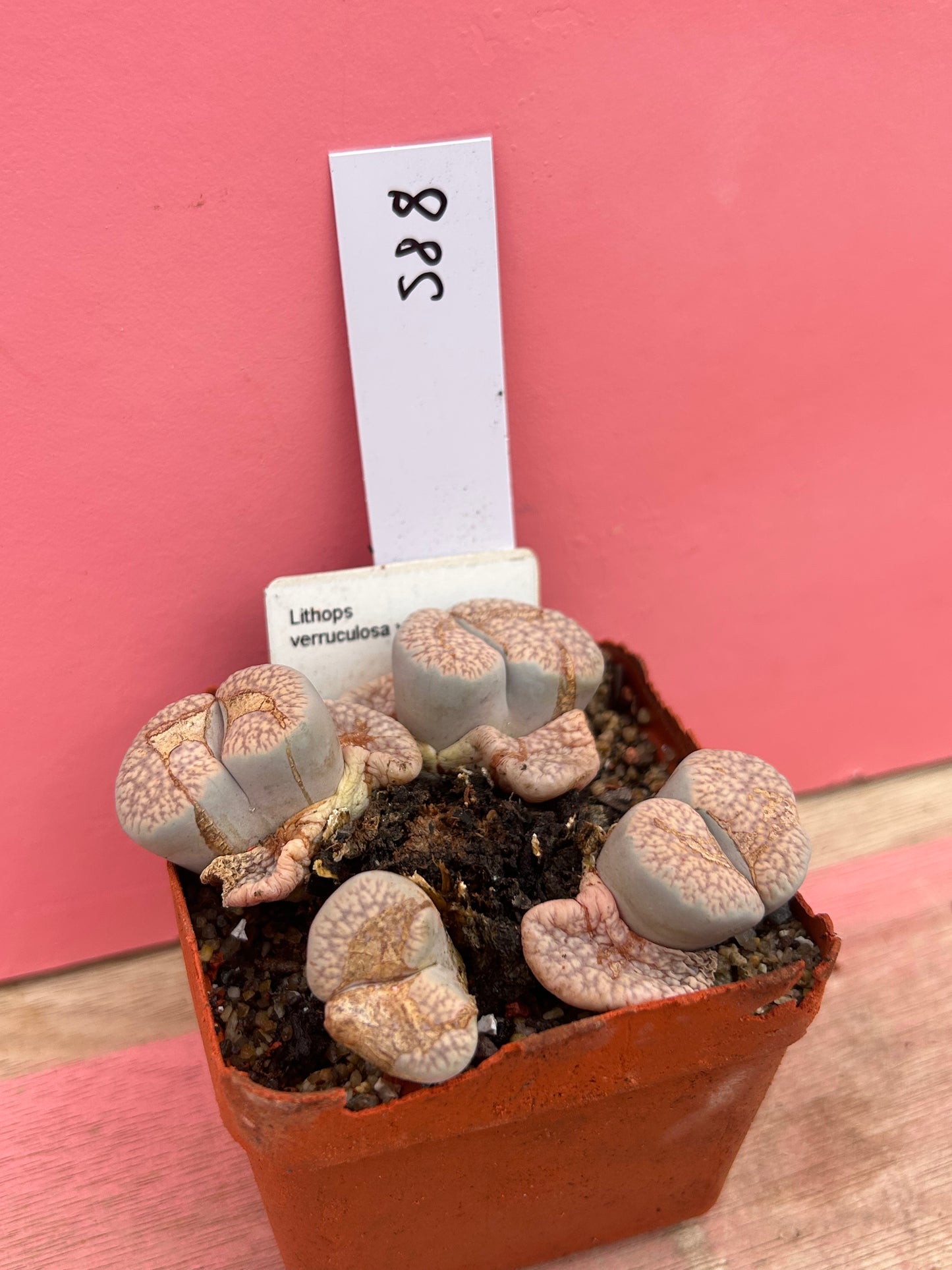 Lithops verruculosa v. glabra (588)