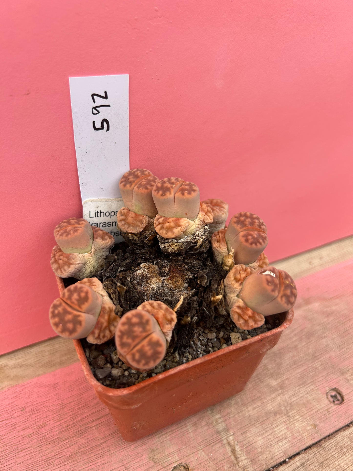 Lithops karasmontana 'Jacoboeniana' (592)