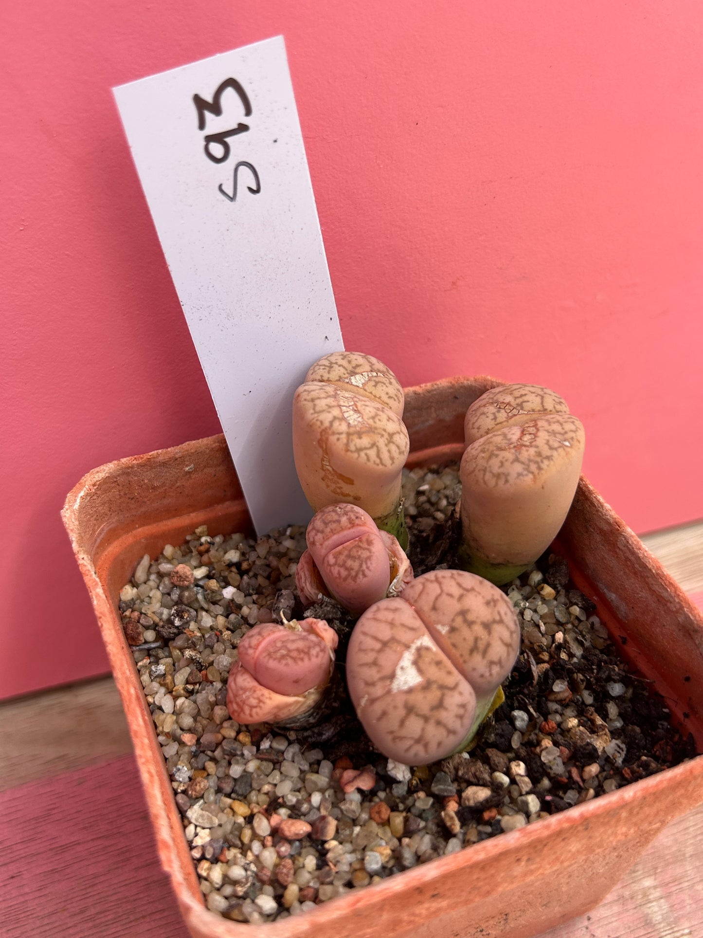 Lithops dinteranthus 'Stones Throw' (593)